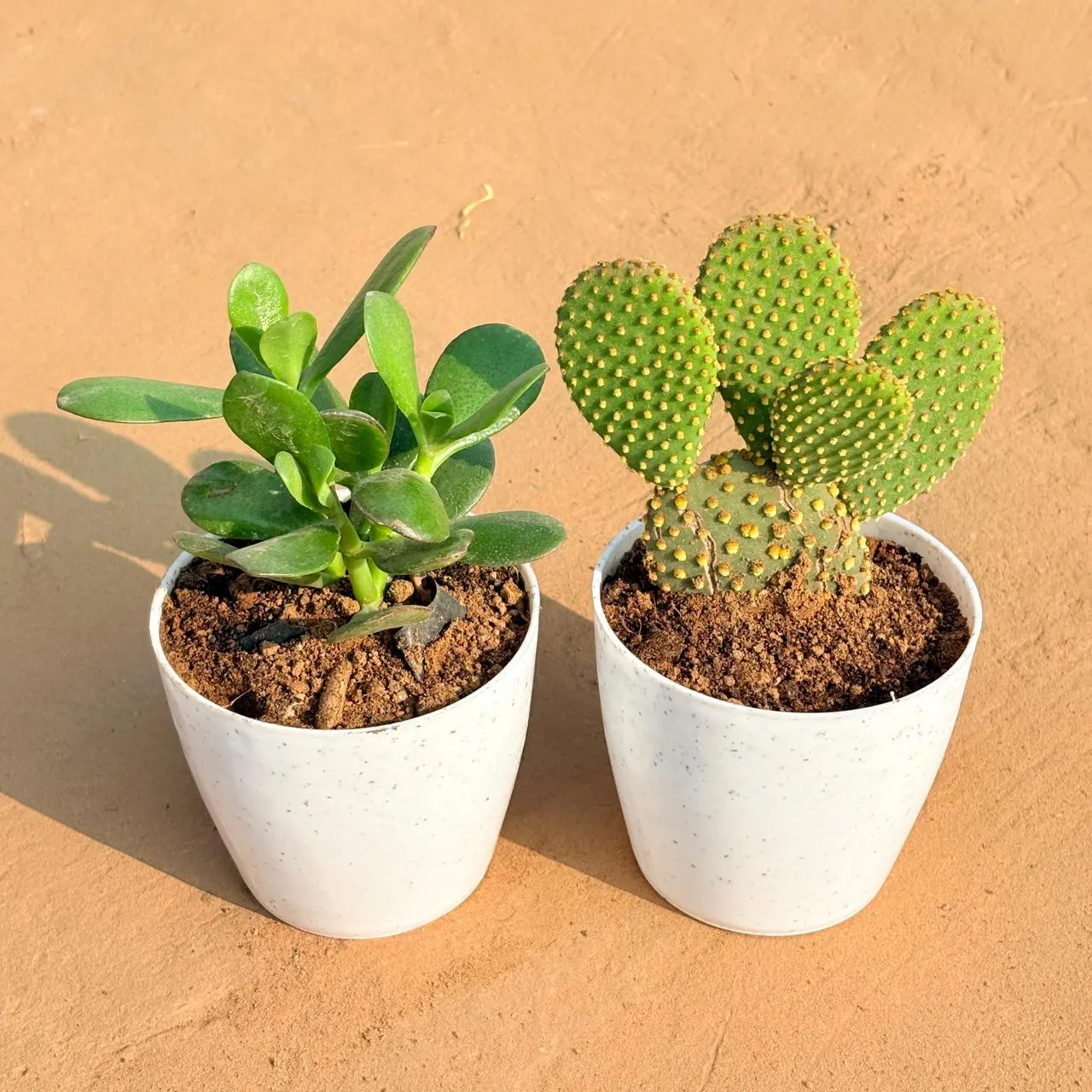 Set of 2 - Crassula Ovata/ Dhan Kuber & Bunny Ear Cactus in 4 Inch White Premium Orchid Round Plastic Pot