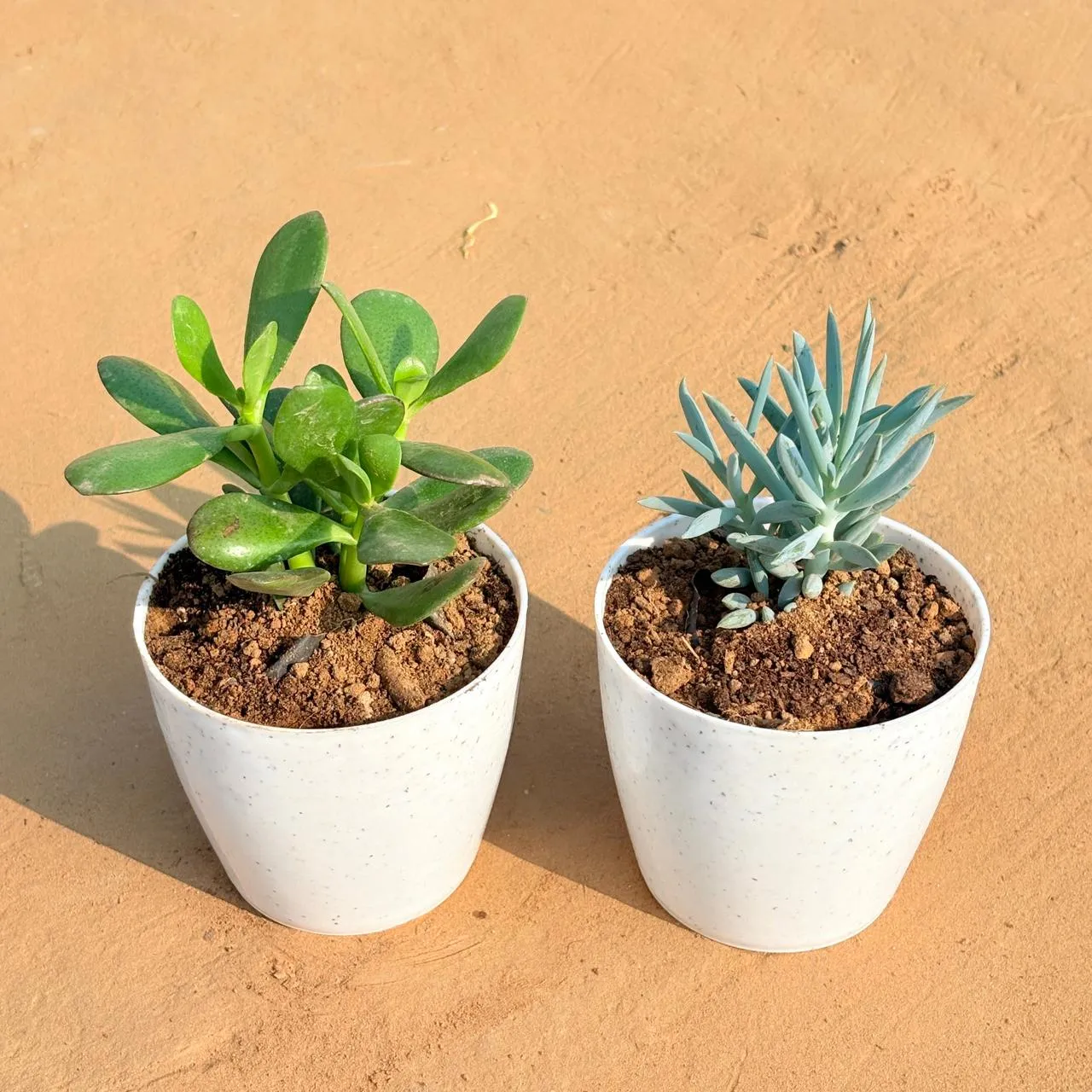 Set of 2 - Crassula Ovata/ Dhan Kuber & Curio Repens Succulent in 4 Inch White Premium Orchid Round Plastic Pot