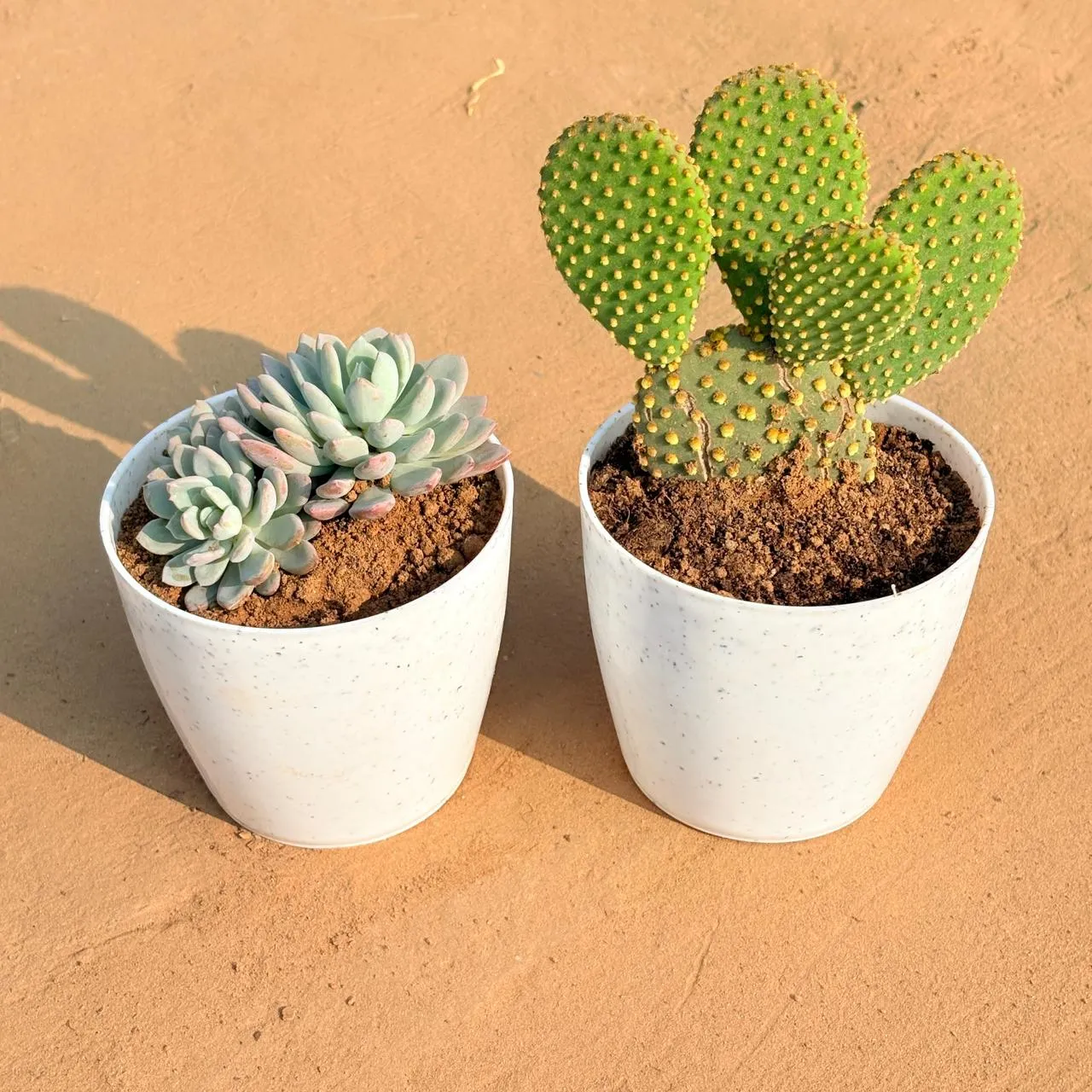 Set of 2 - Echeveria Desmetiana Succulent & Bunny Ear Cactus in 4 Inch White Premium Orchid Round Plastic Pot