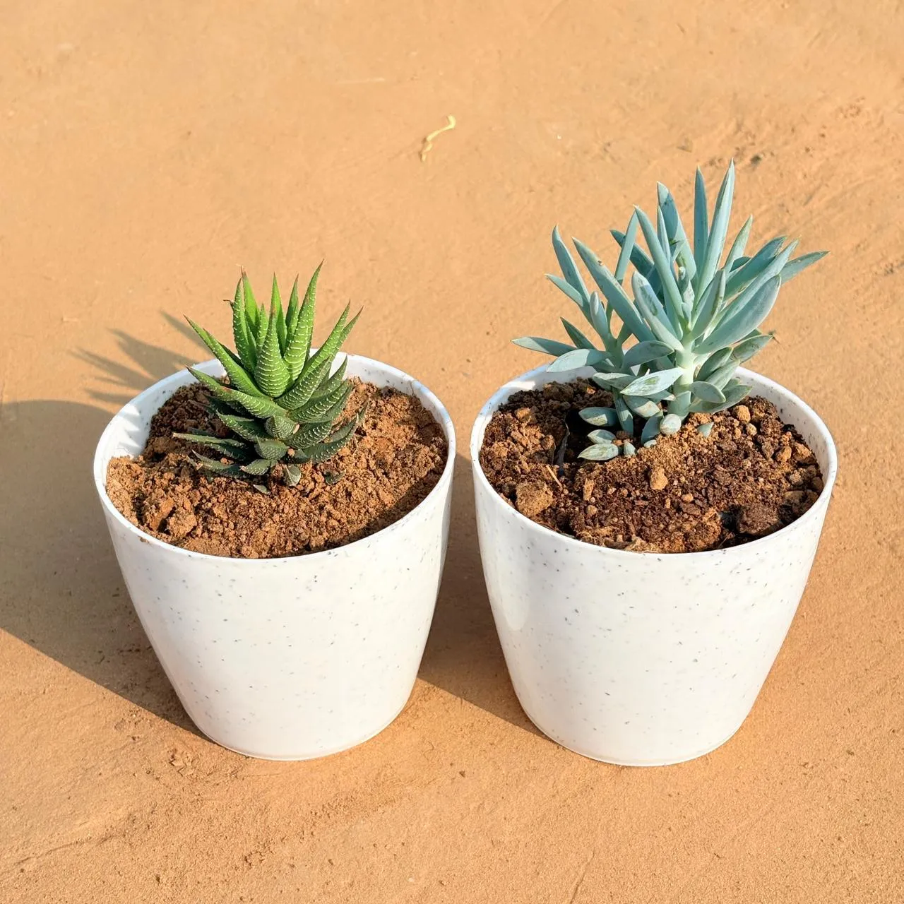 Set of 2 - Haworthia Zebrina & Curio Repens Succulent in 4 Inch White Premium Orchid Round Plastic Pot