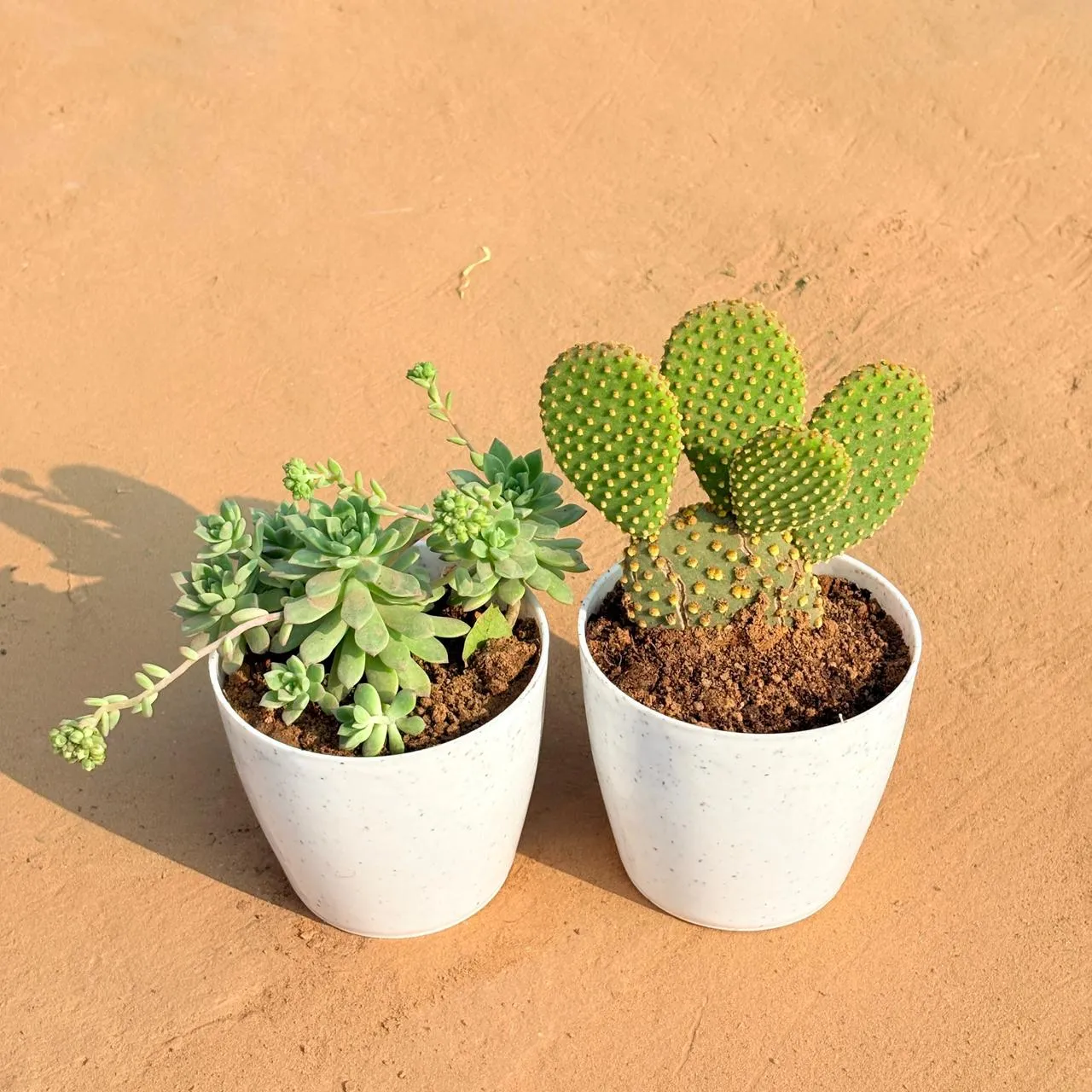 Set of 2 - Echeveria Red Succulent & Bunny Ear Cactus in 4 Inch White Premium Orchid Round Plastic Pot