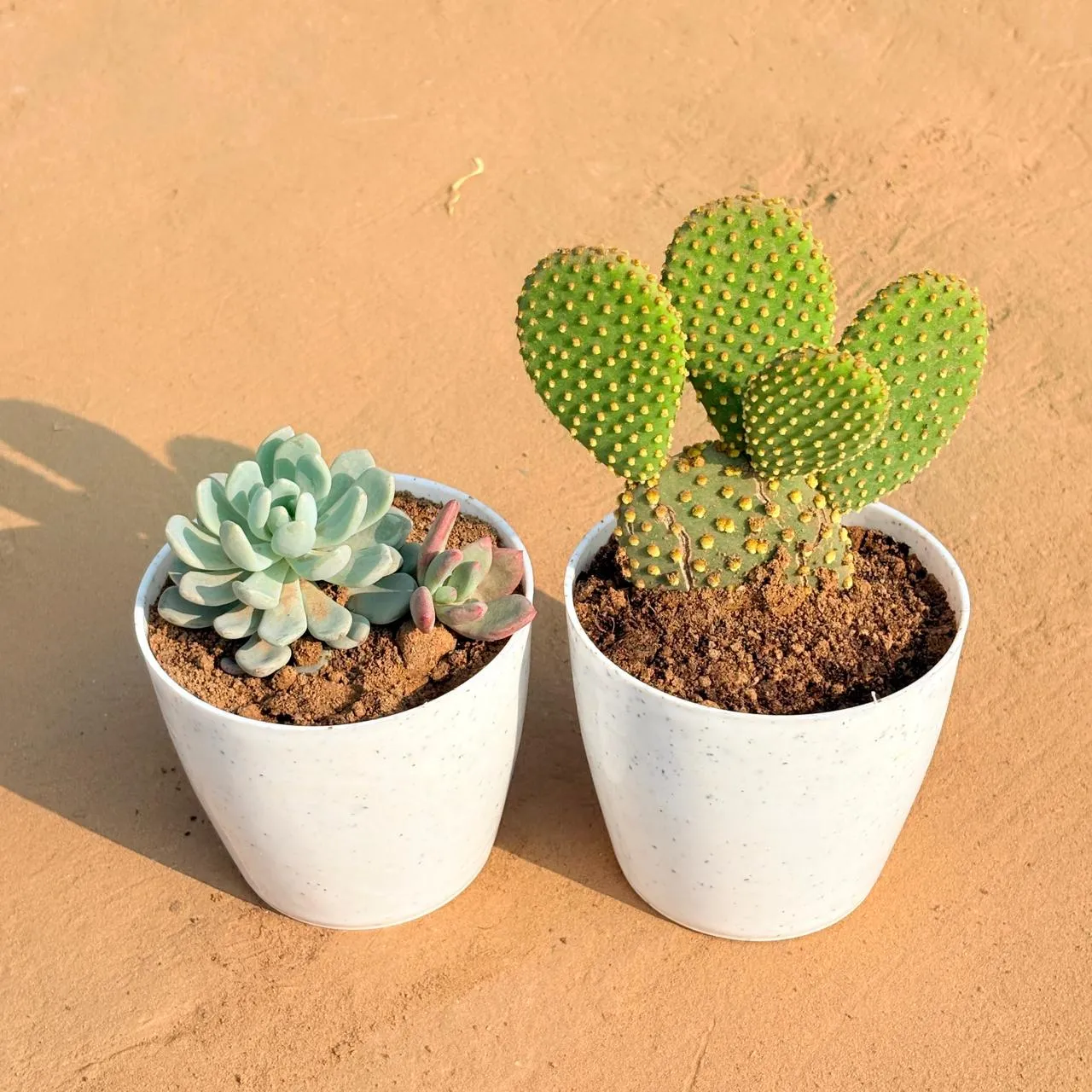 Set of 2 - Echeveria Lotus Succulent & Bunny Ear Cactus in 4 Inch White Premium Orchid Round Plastic Pot