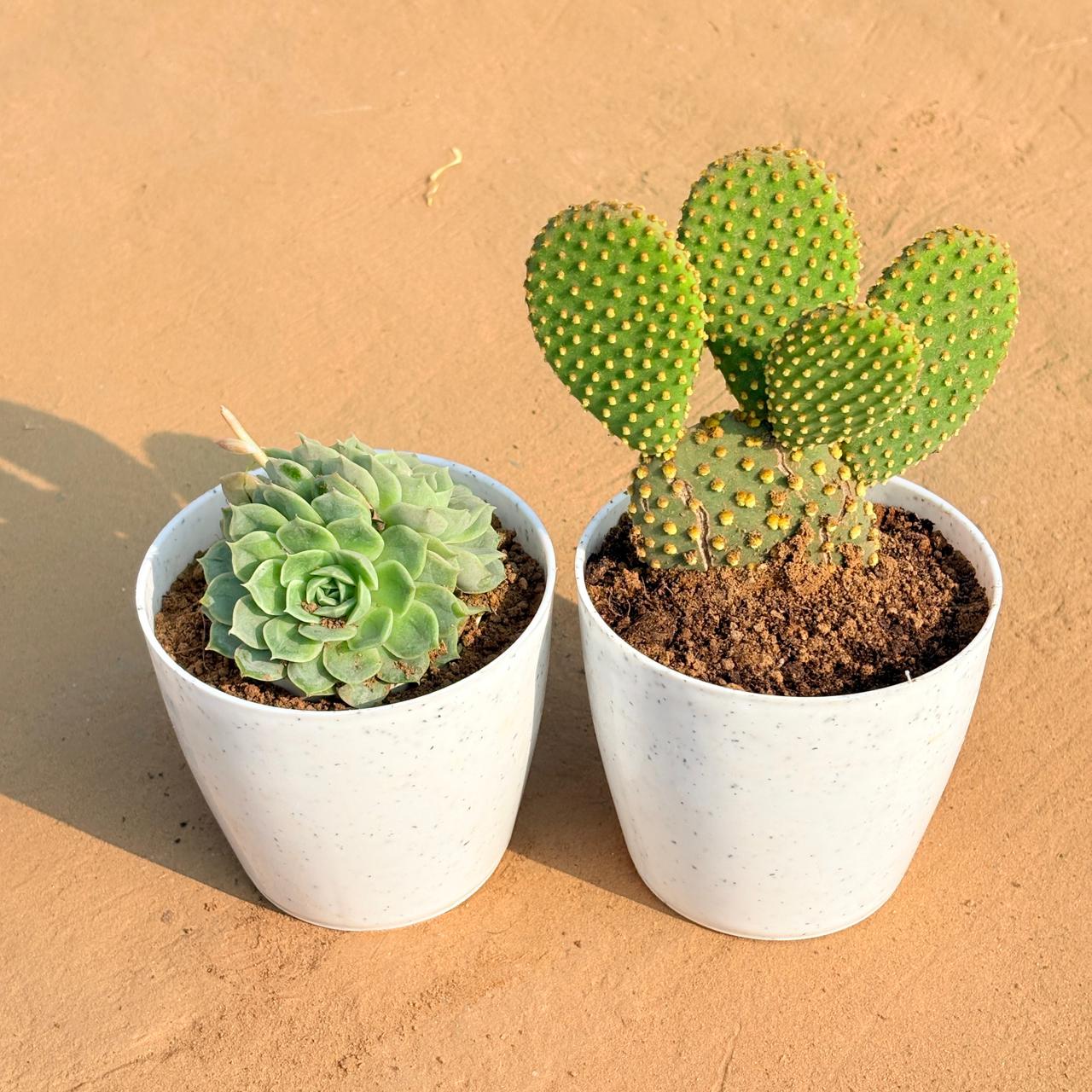 Set of 2 - Echeveria Elegans Succulent & Bunny Ear Cactus in 4 Inch White Premium Orchid Round Plastic Pot