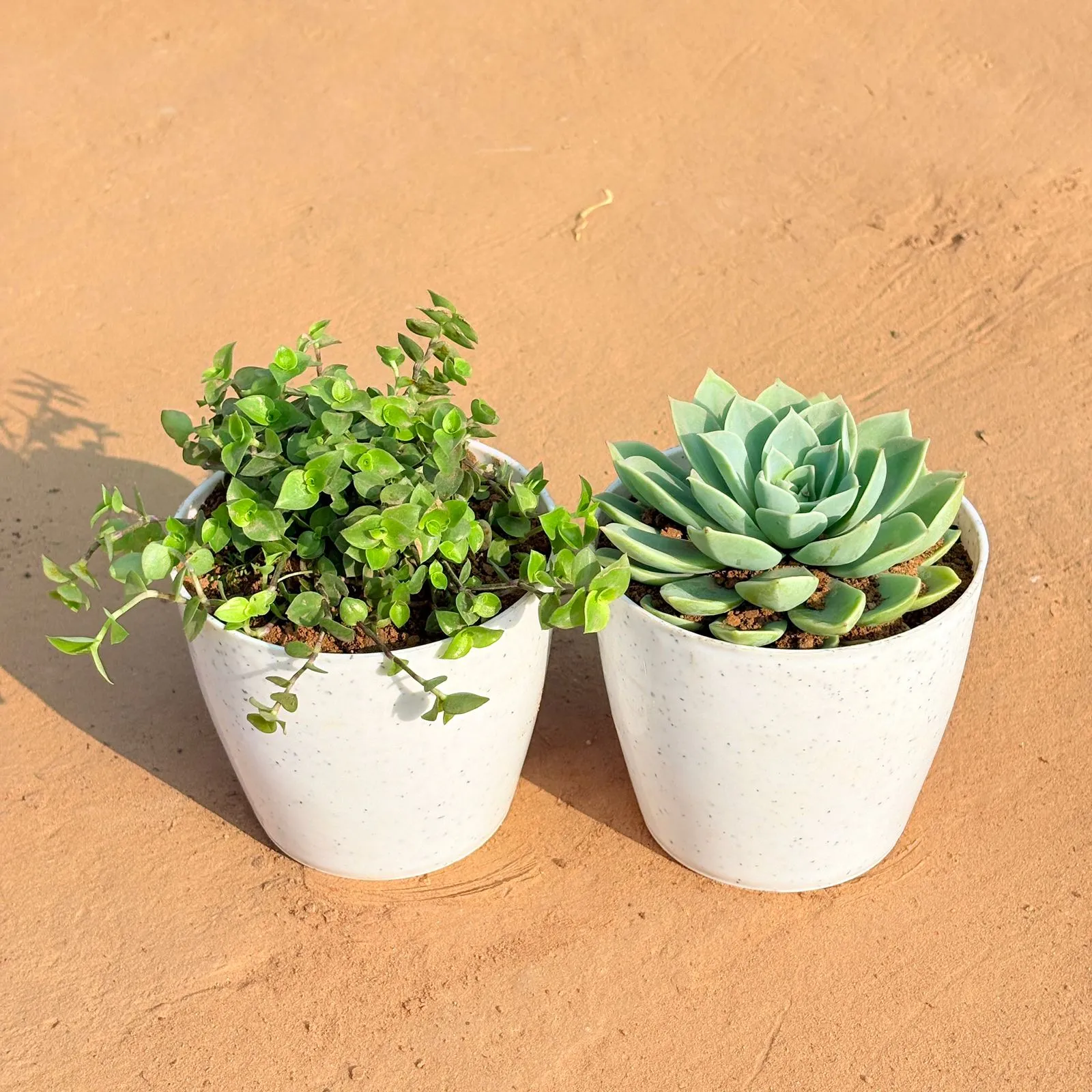 Set of 2 - Black Lady / Turtle Vine Black & Echeveria Green Succulent in 4 Inch White Premium Orchid Round Plastic Pot
