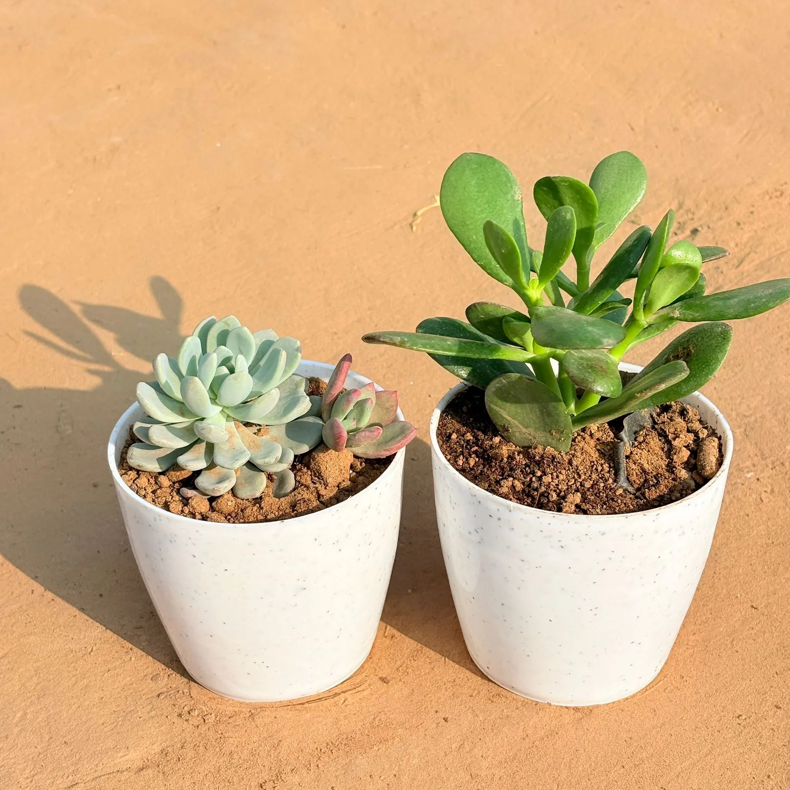 Set of 2 - Crassula Ovata/ Dhan Kuber & Echeveria Lotus Succulent in 4 Inch White Premium Orchid Round Plastic Pot