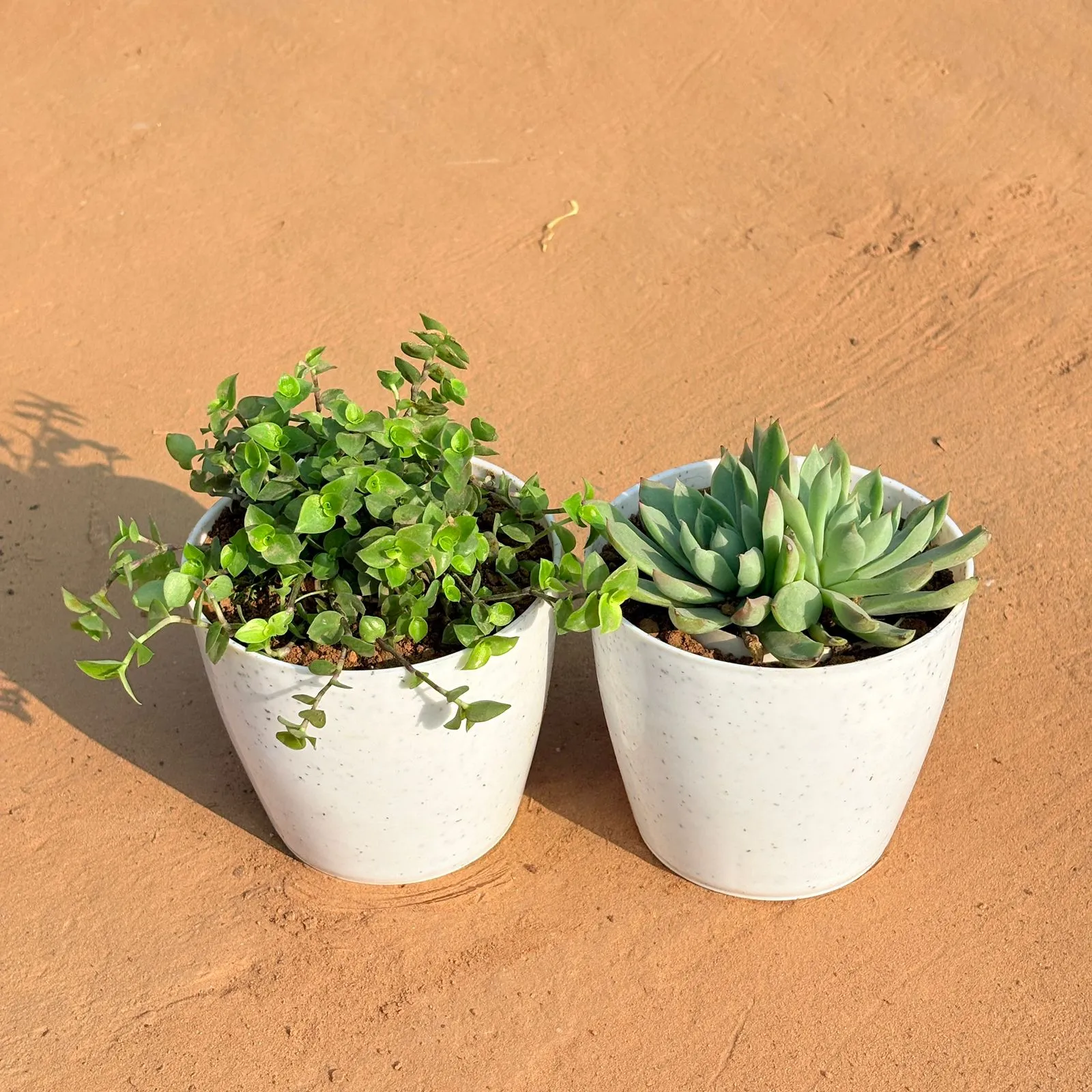 Set of 2 - Black Lady / Turtle Vine Black & Echeveria Elegans Red Tipped in 4 Inch White Premium Orchid Round Plastic Pot