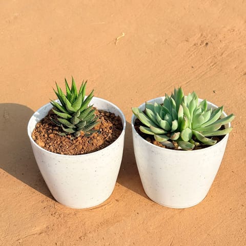 Set of 2 - Haworthia Zebrina & Echeveria Elegans Red Tipped in 4 Inch Live Plant White Premium Orchid Round Plastic Pot