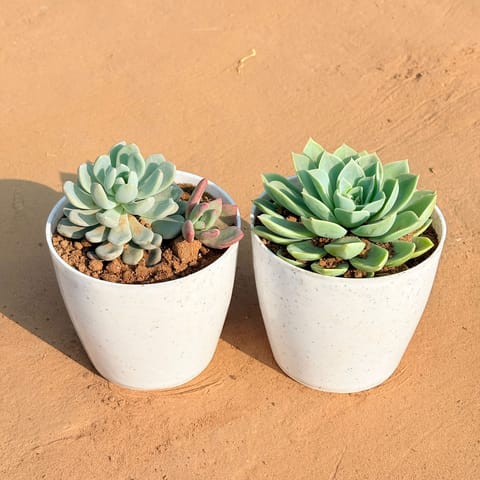 Set of 2 - Echeveria Green Succulent & Echeveria Lotus Succulent in 4 Inch Live Plant White Premium Orchid Round Plastic Pot