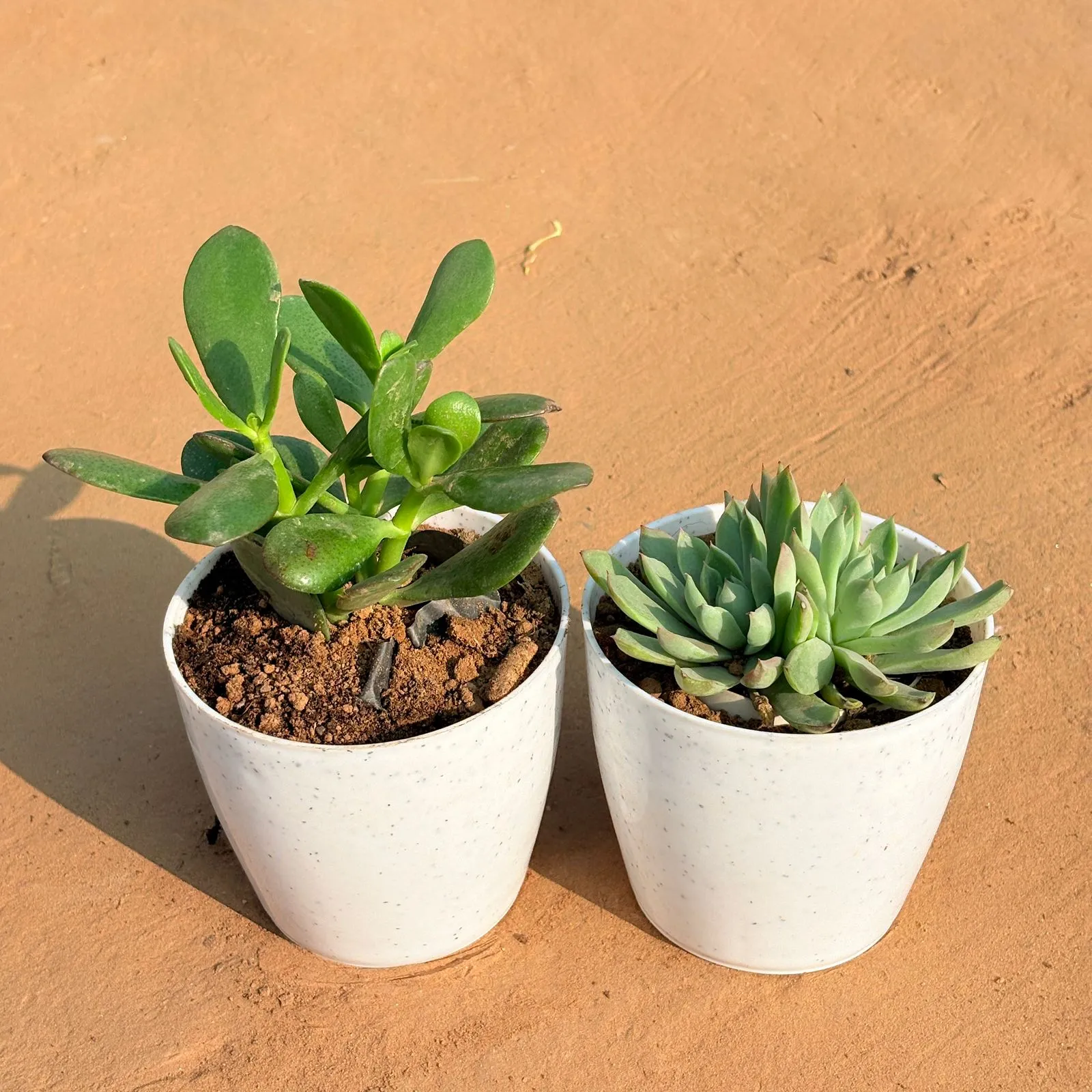 Set of 2 - Crassula Ovata/ Dhan Kuber & Echeveria Elegans Red Tipped in 4 Inch White Premium Orchid Round Plastic Pot