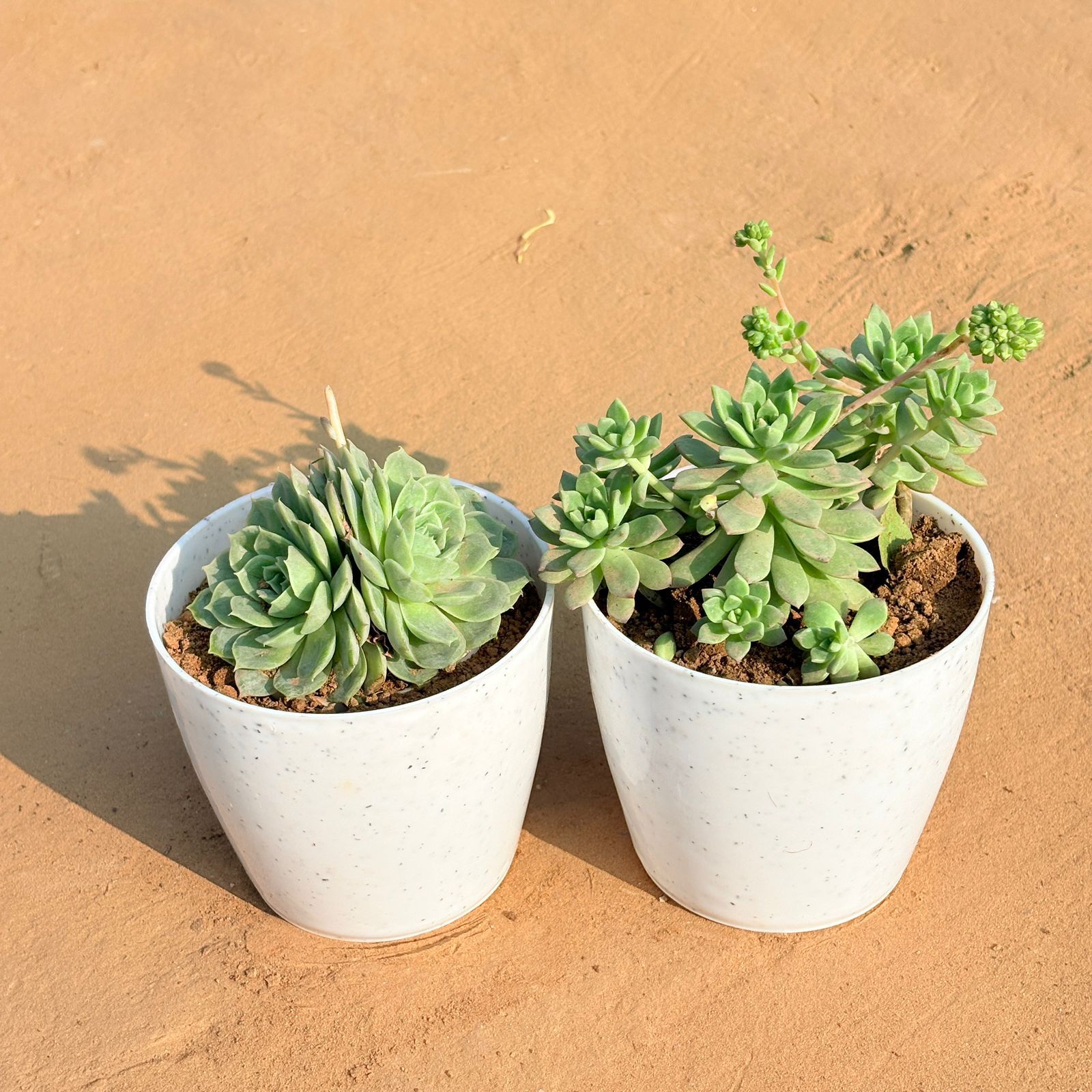 Set of 2 - Echeveria Elegans Succulent & Echeveria Red Succulent in 4 Inch White Premium Orchid Round Plastic Pot