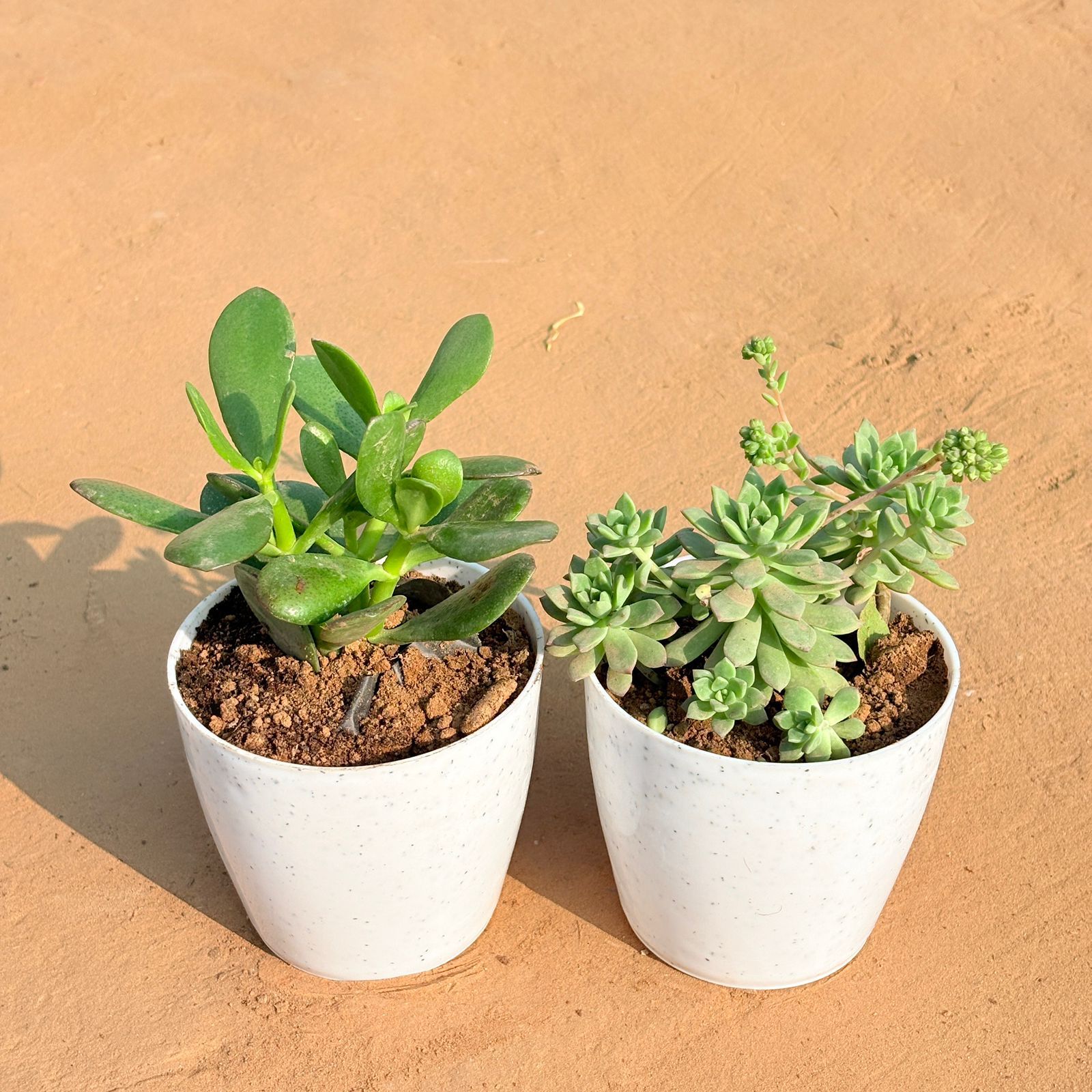 Set of 2 - Crassula Ovata/ Dhan Kuber & Echeveria Red Succulent in 4 Inch White Premium Orchid Round Plastic Pot