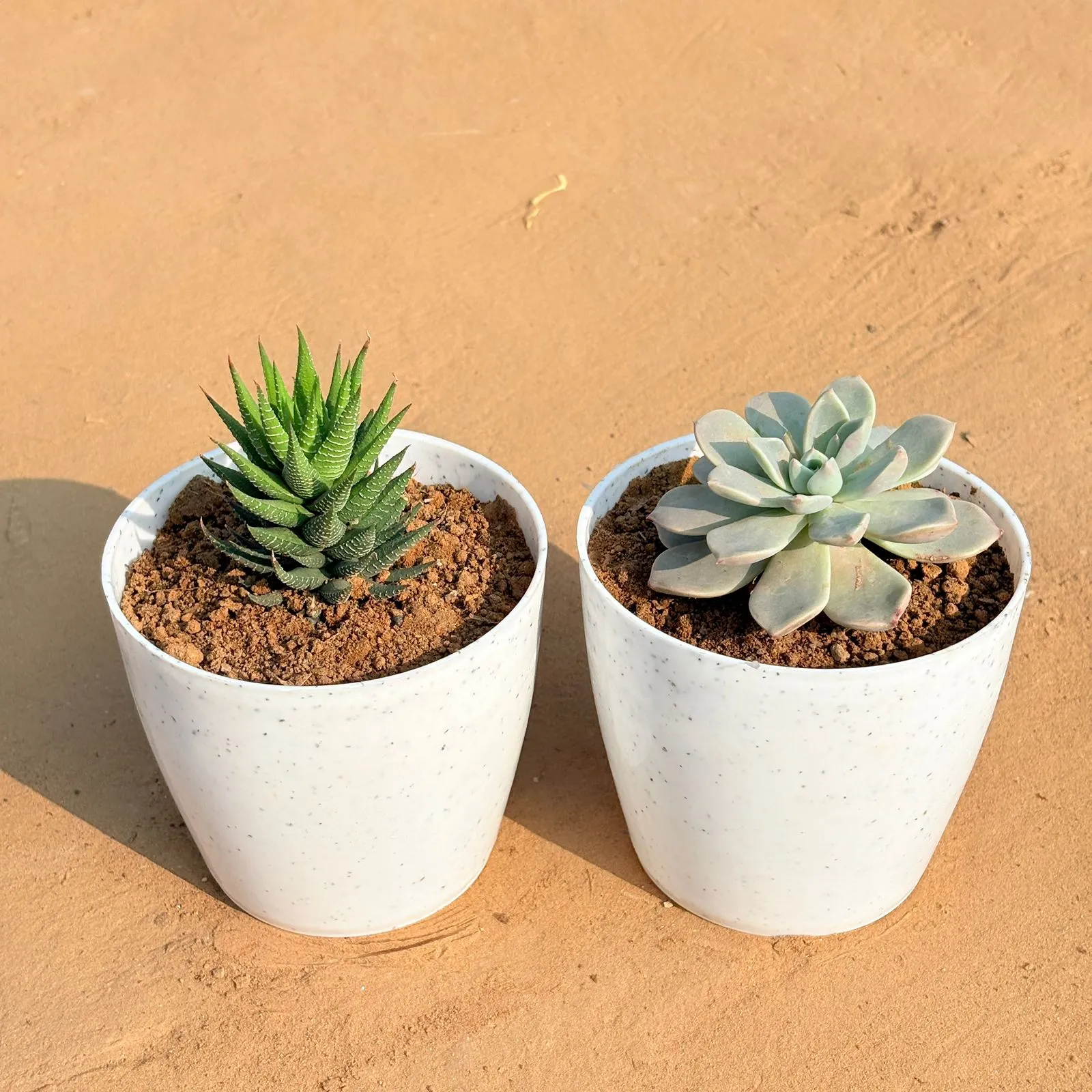 Set of 2 - Haworthia Zebrina & Echeveria Albicans Succulent in 4 Inch White Premium Orchid Round Plastic Pot