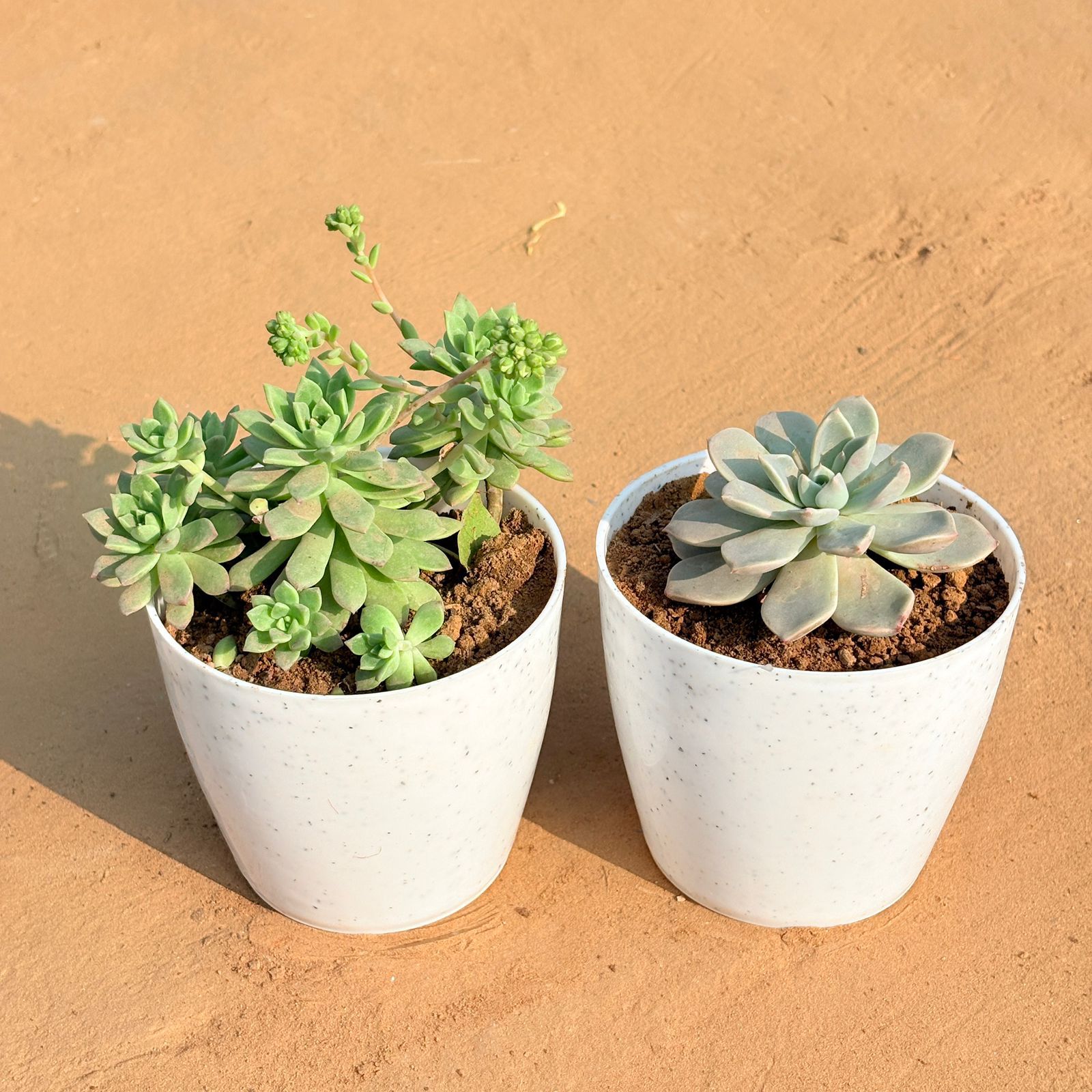 Set of 2 - Echeveria Red Succulent & Echeveria Albicans Succulent in 4 Inch White Premium Orchid Round Plastic Pot