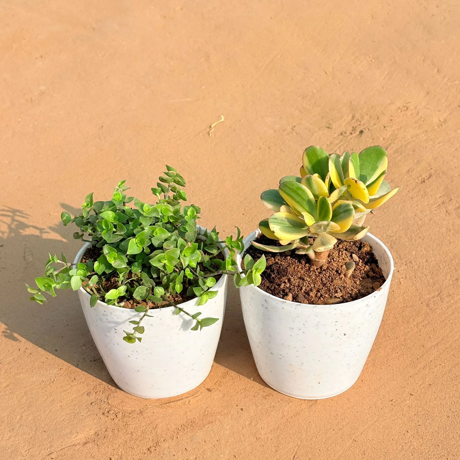 Set of 2 - Black Lady / Turtle Vine Black & Crassula Variegated Succulent in 4 Inch White Premium Orchid Round Plastic Pot