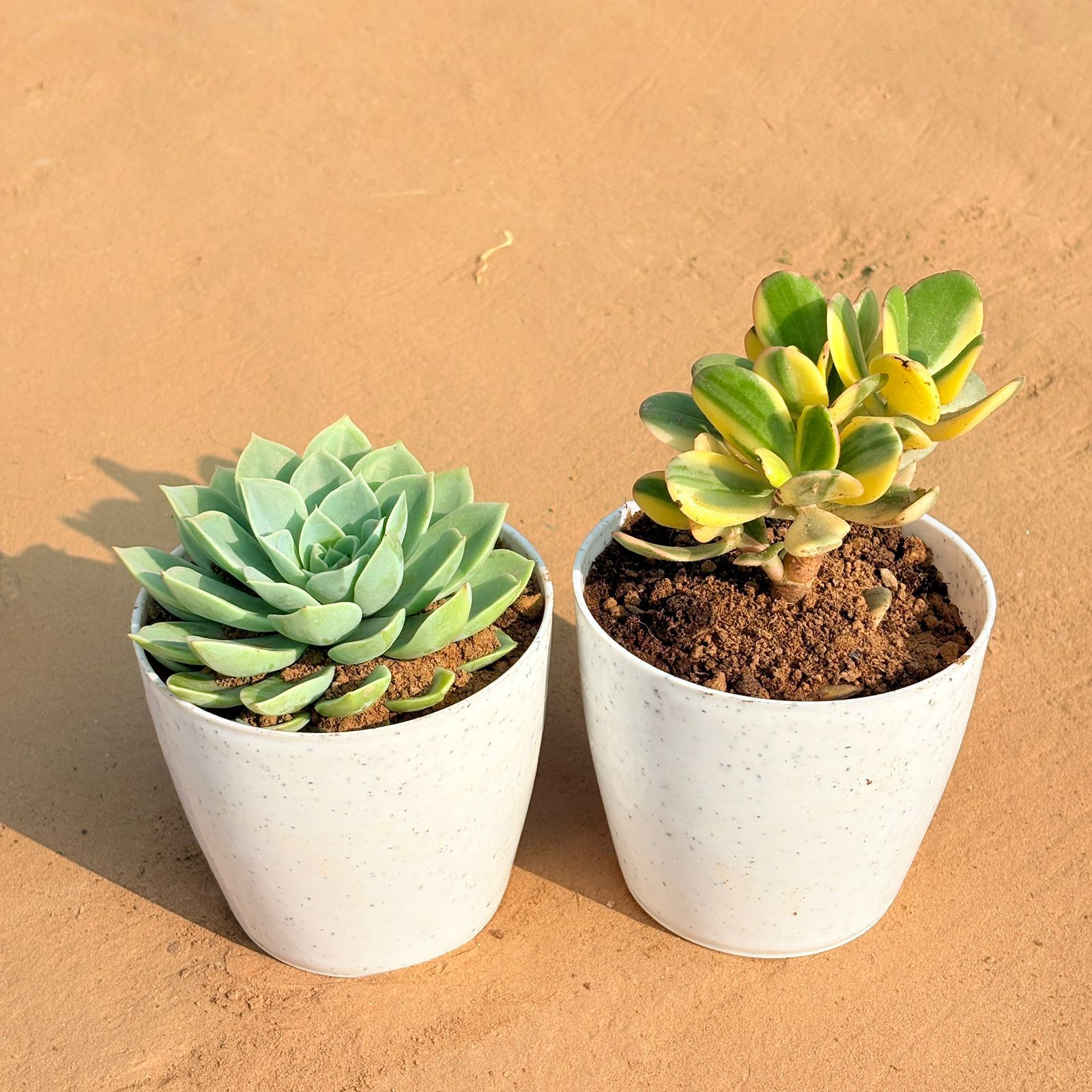 Set of 2 - Echeveria Green Succulent & Crassula Variegated Succulent in 4 Inch White Premium Orchid Round Plastic Pot