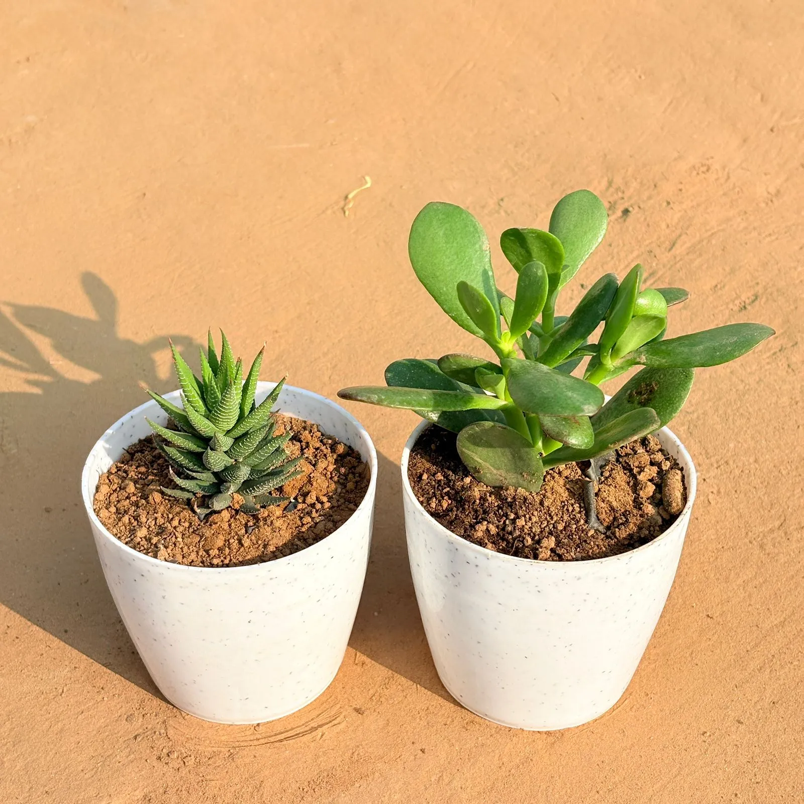 Set of 2 - Haworthia Zebrina & Crassula Ovata/ Dhan Kuber in 4 Inch White Premium Orchid Round Plastic Pot