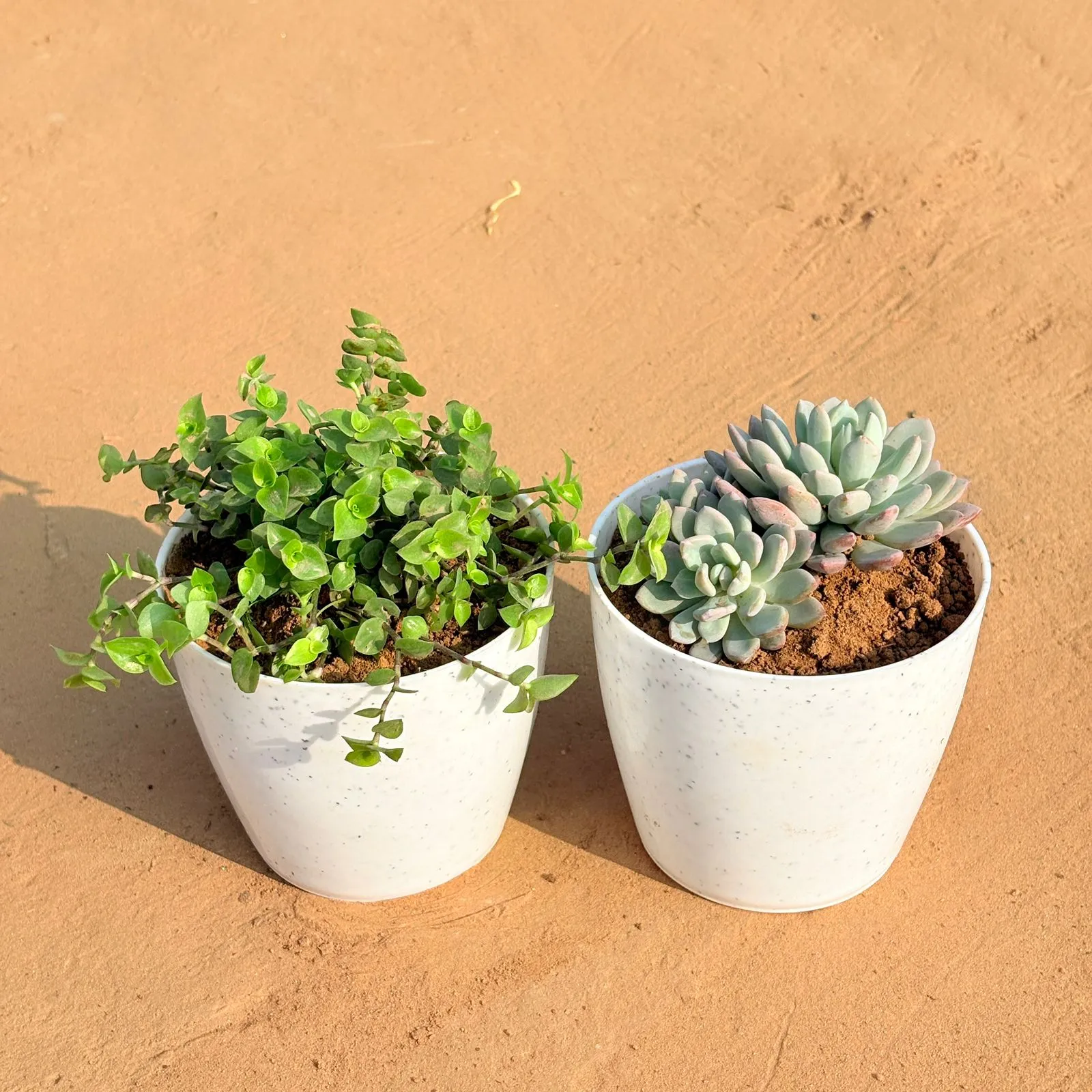 Set of 2 - Black Lady / Turtle Vine Black & Echeveria Desmetiana Succulent in 4 Inch White Premium Orchid Round Plastic Pot