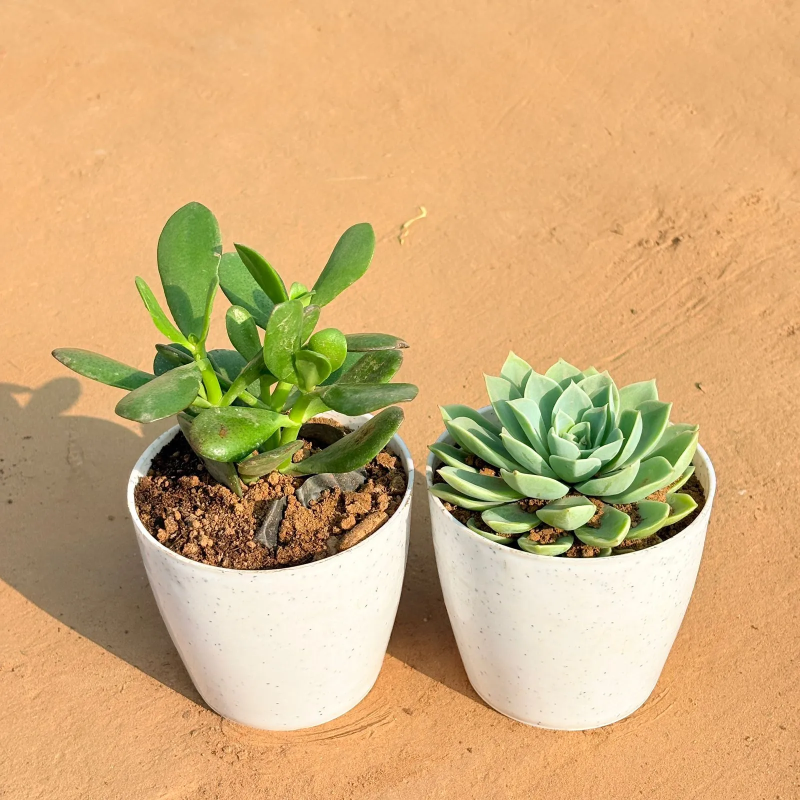 Set of 2 - Crassula Ovata/ Dhan Kuber & Echeveria Green Succulent in 4 Inch White Premium Orchid Round Plastic Pot