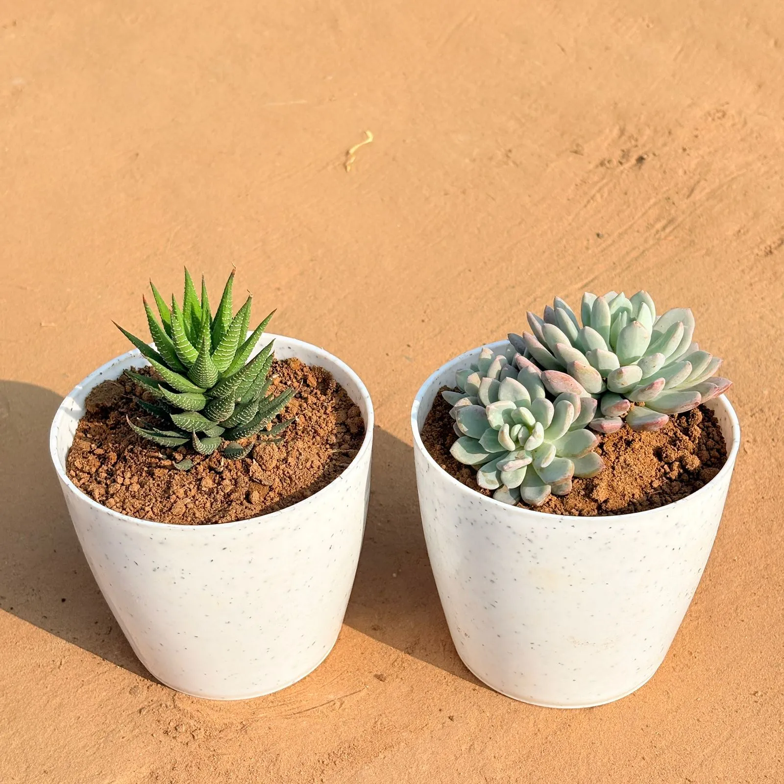 Set of 2 - Haworthia Zebrina & Echeveria Desmetiana Succulent in 4 Inch White Premium Orchid Round Plastic Pot