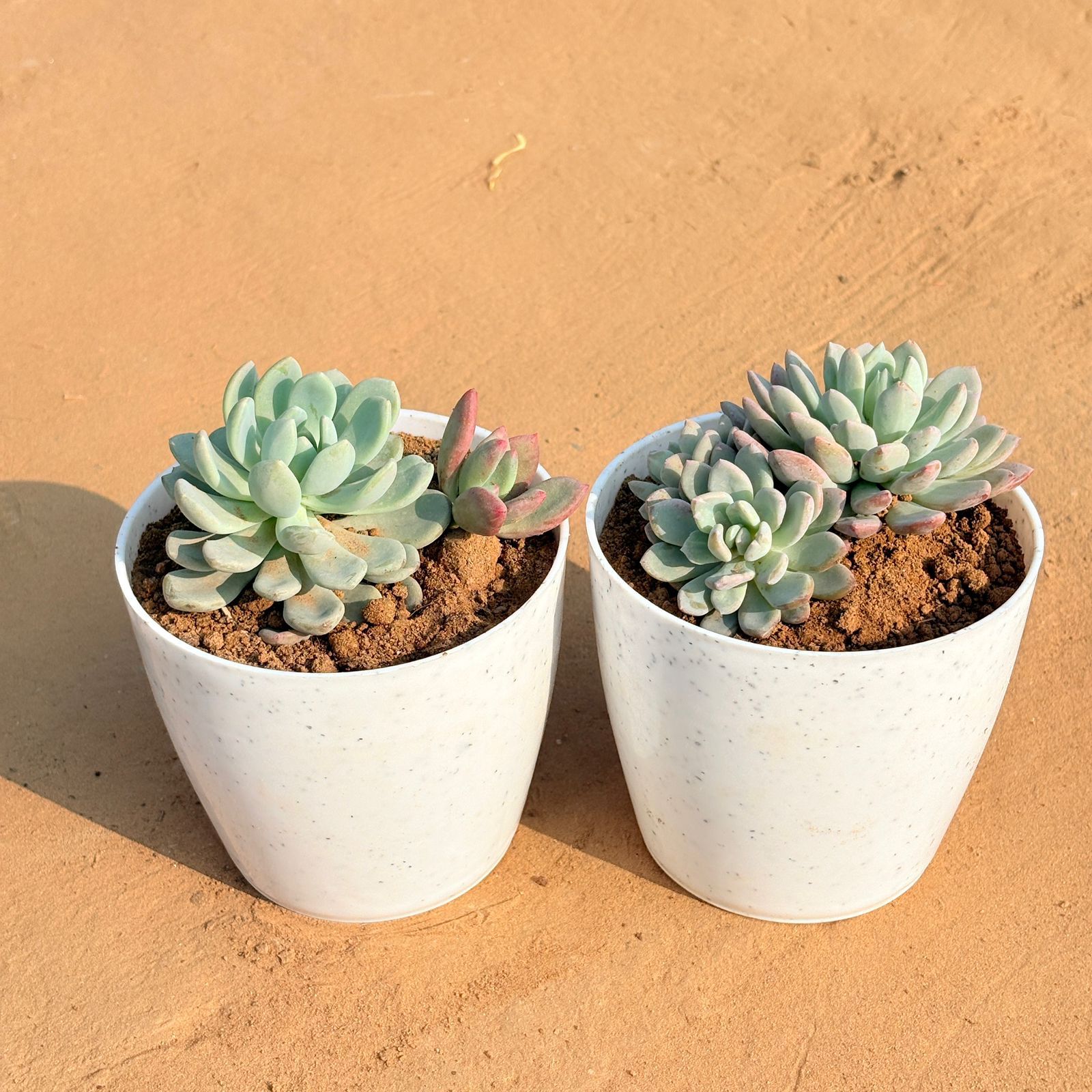 Set of 2 - Echeveria Lotus Succulent & Echeveria Desmetiana Succulent in 4 Inch White Premium Orchid Round Plastic Pot