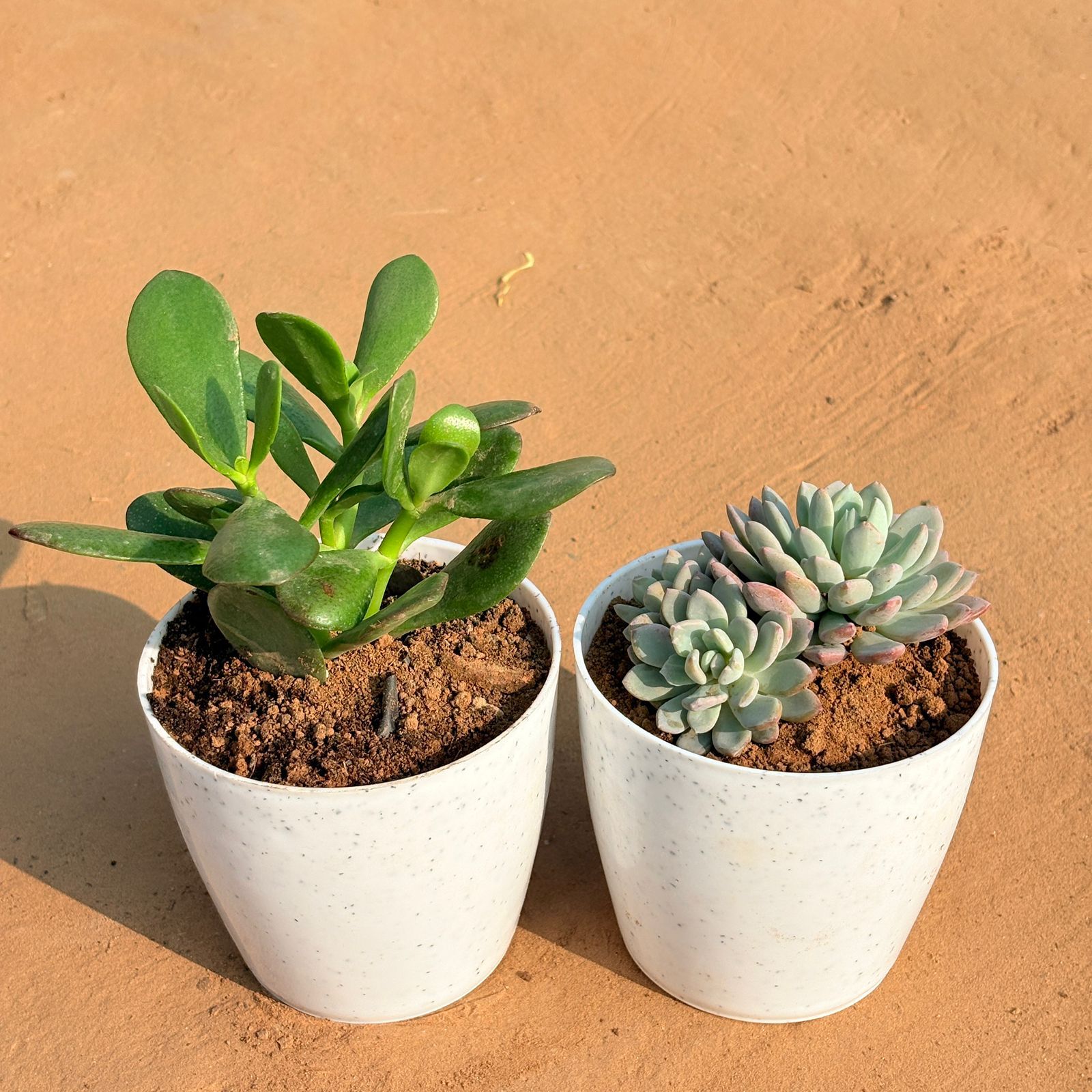 Set of 2 - Crassula Ovata/ Dhan Kuber & Echeveria Desmetiana Succulent in 4 Inch White Premium Orchid Round Plastic Pot