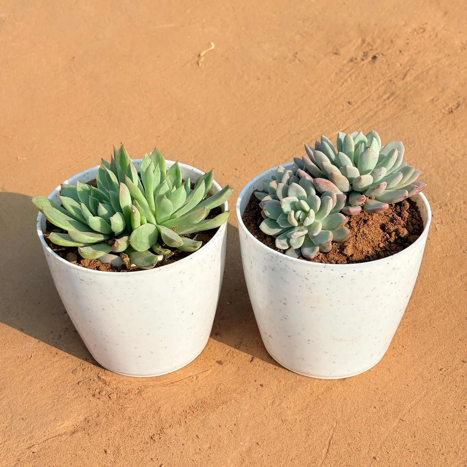 Set of 2 - Echeveria Elegans Red Tipped & Echeveria Desmetiana Succulent in 4 Inch White Premium Orchid Round Plastic Pot
