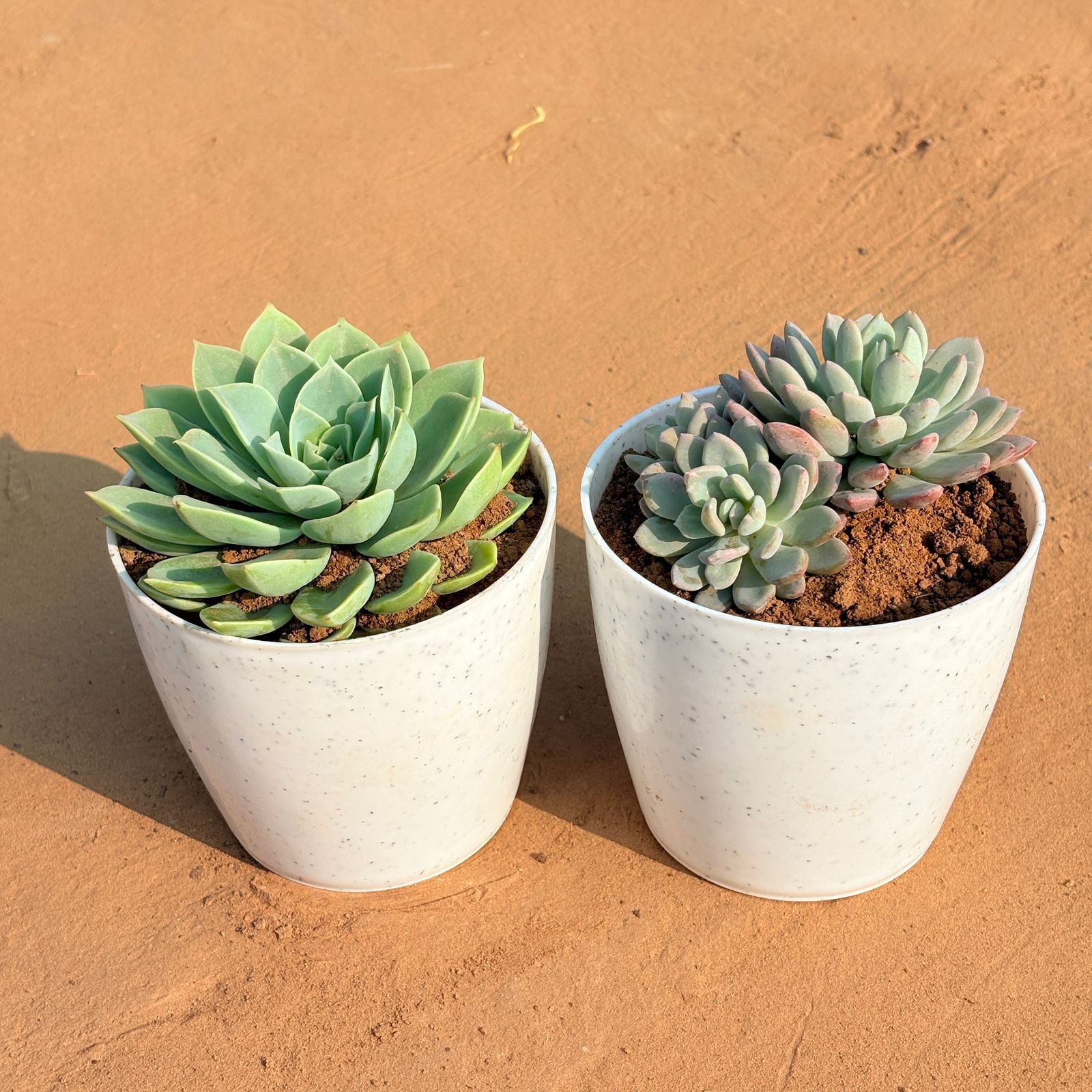 Set of 2 - Echeveria Green Succulent & Echeveria Desmetiana Succulent in 4 Inch White Premium Orchid Round Plastic Pot