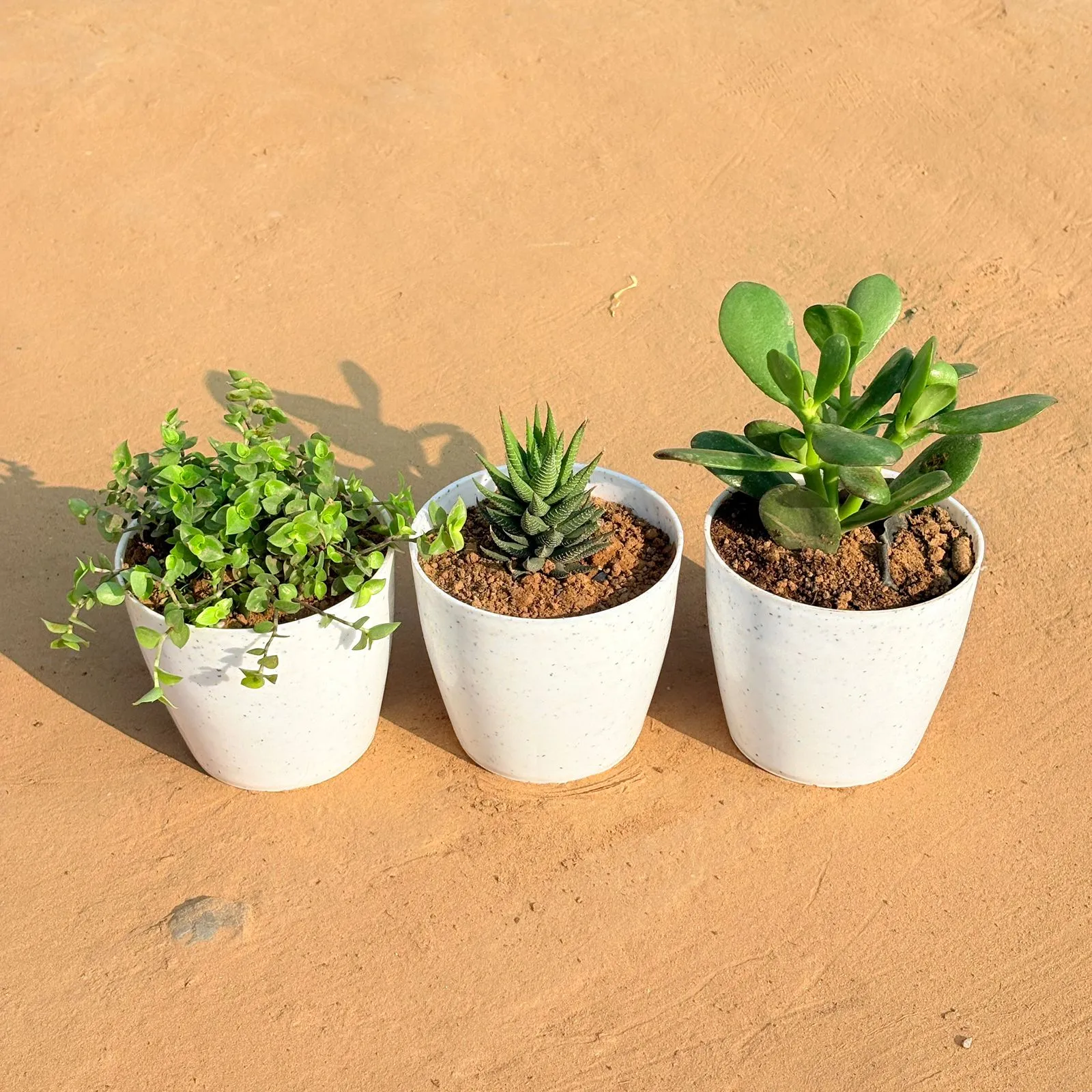 Set of 3 - Black Lady / Turtle Vine Black, Crassula Ovata & Haworthia Zebrina in 4 Inch White Premium Orchid Round Plastic Pot