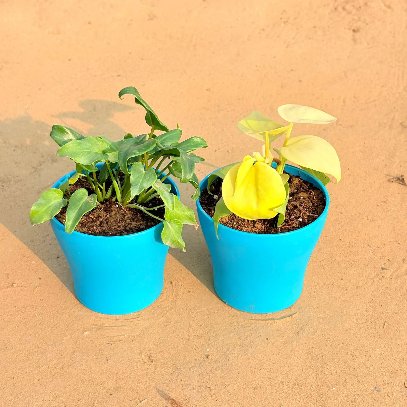 Set of 2 - Xanadu Green & Oxycardium Golden in 4 Inch English Blue Premium Daisy Plastic Planter