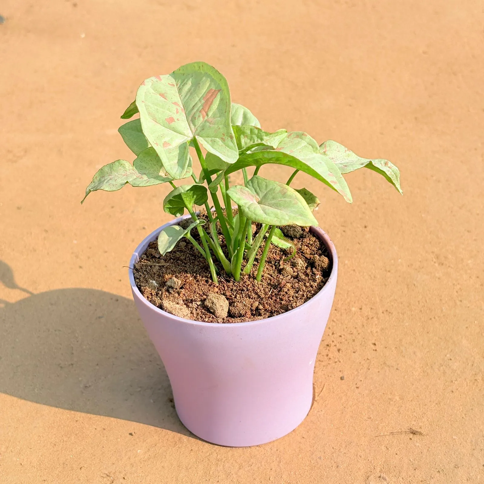 Syngonium Candyfloss in 4 Inch Purple Premium Daisy Plastic Planter