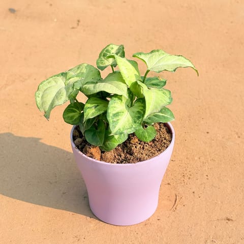 Syngonium Yammi in 4 Inch Live Fresh Plant Purple Premium Daisy Plastic Planter in Sector 20