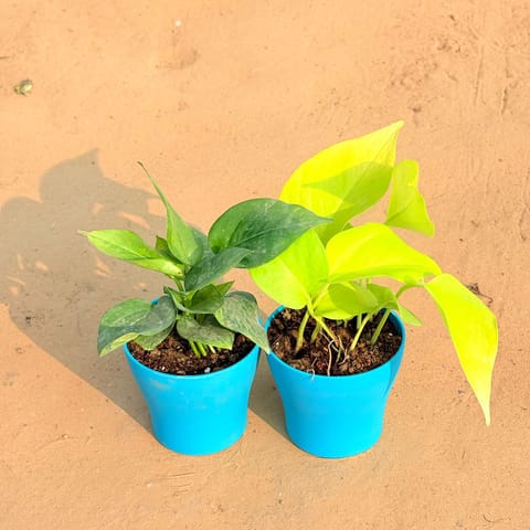 Set of 2 - Money Plant Green & Golden Money Plant in 4 Inch Live Fresh Plant English Blue Premium Daisy Plastic Planter in Dwarka Sector 10