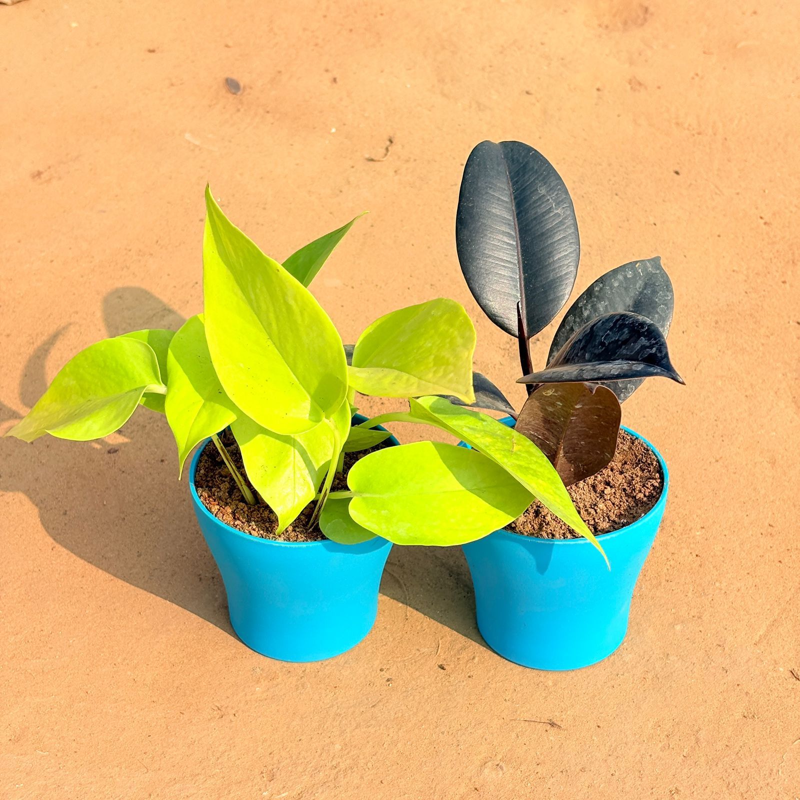 Set of 2 - Money Plant Green & Rubber Black in 4 Inch English Blue Premium Daisy Plastic Planter