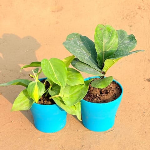 Set of 2 - Oxycardium Brazil /Vareigated & Fiddle Leaf Fig / Ficus Lyrata in 4 Inch Live Plant English Blue Premium Daisy Plastic Planter