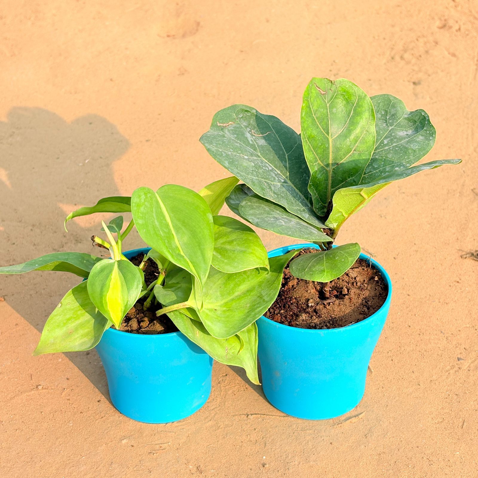 Set of 2 - Oxycardium Brazil /Vareigated & Fiddle Leaf Fig / Ficus Lyrata in 4 Inch English Blue Premium Daisy Plastic Planter