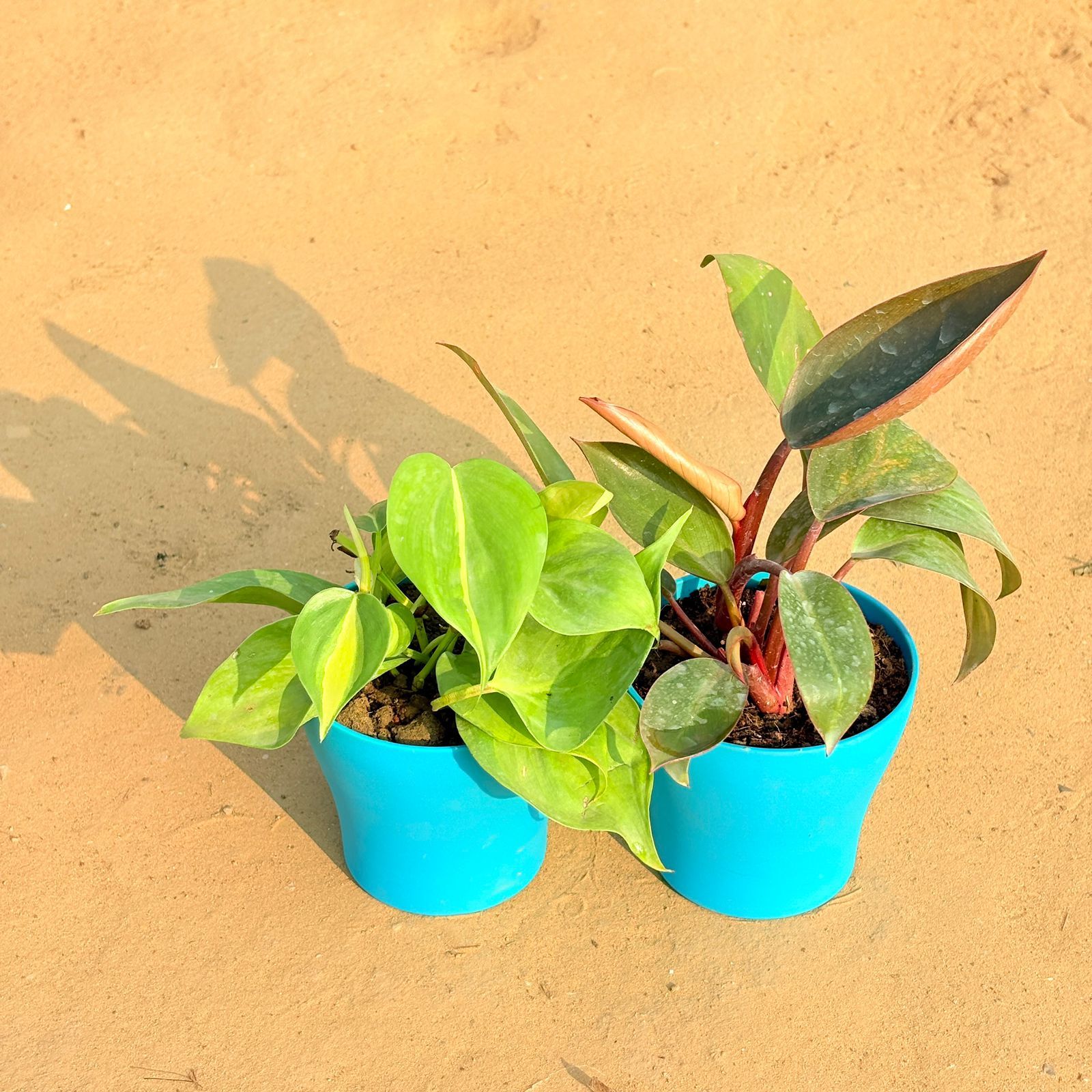 Set of 2 - Oxycardium Brazil /Vareigated & Philodendron Red in 4 Inch English Blue Premium Daisy Plastic Planter