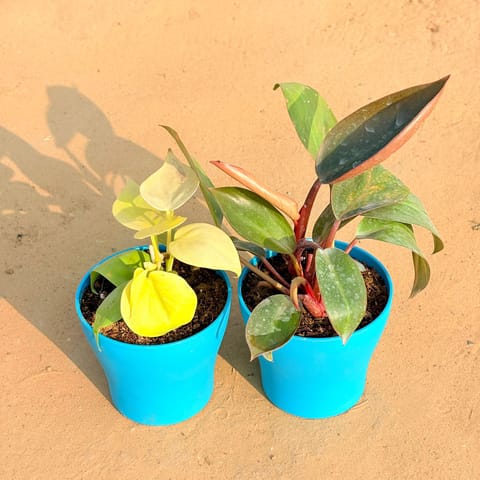 Set of 2 - Oxycardium Golden & Philodendron Red in 4 Inch English Blue Premium Daisy Plastic Planter