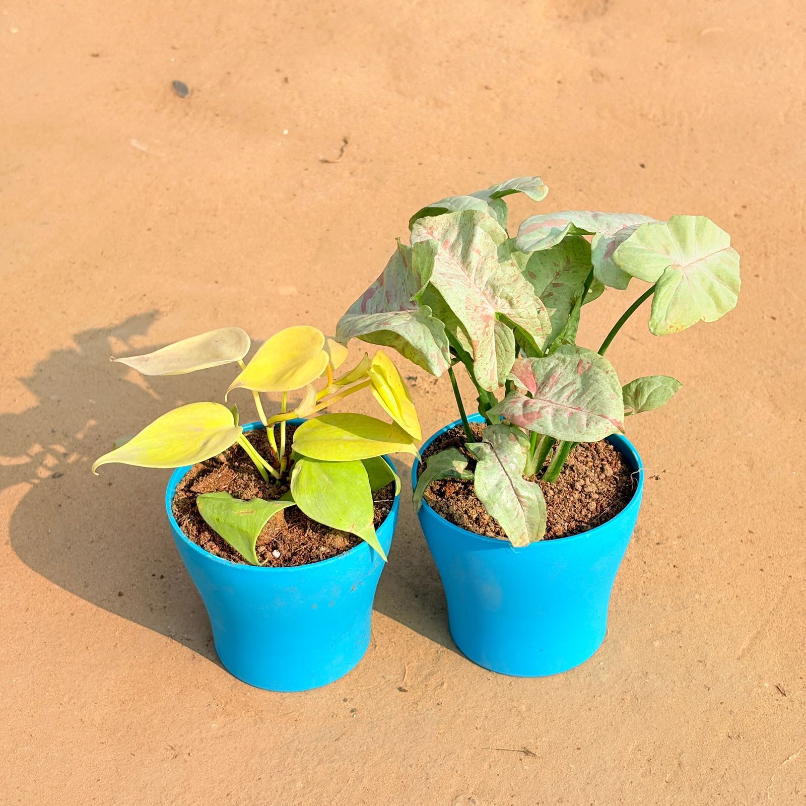Set of 2 - Oxycardium Golden & Syngonium Candyfloss in 4 Inch English Blue Premium Daisy Plastic Planter