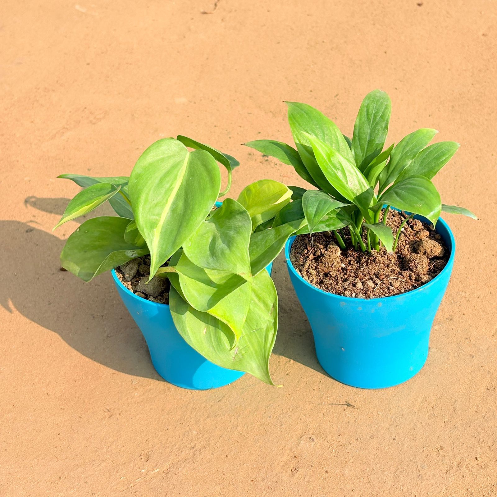 Set of 2 - Oxycardium Green & Peace Lily in 4 Inch English Blue Premium Daisy Plastic Planter