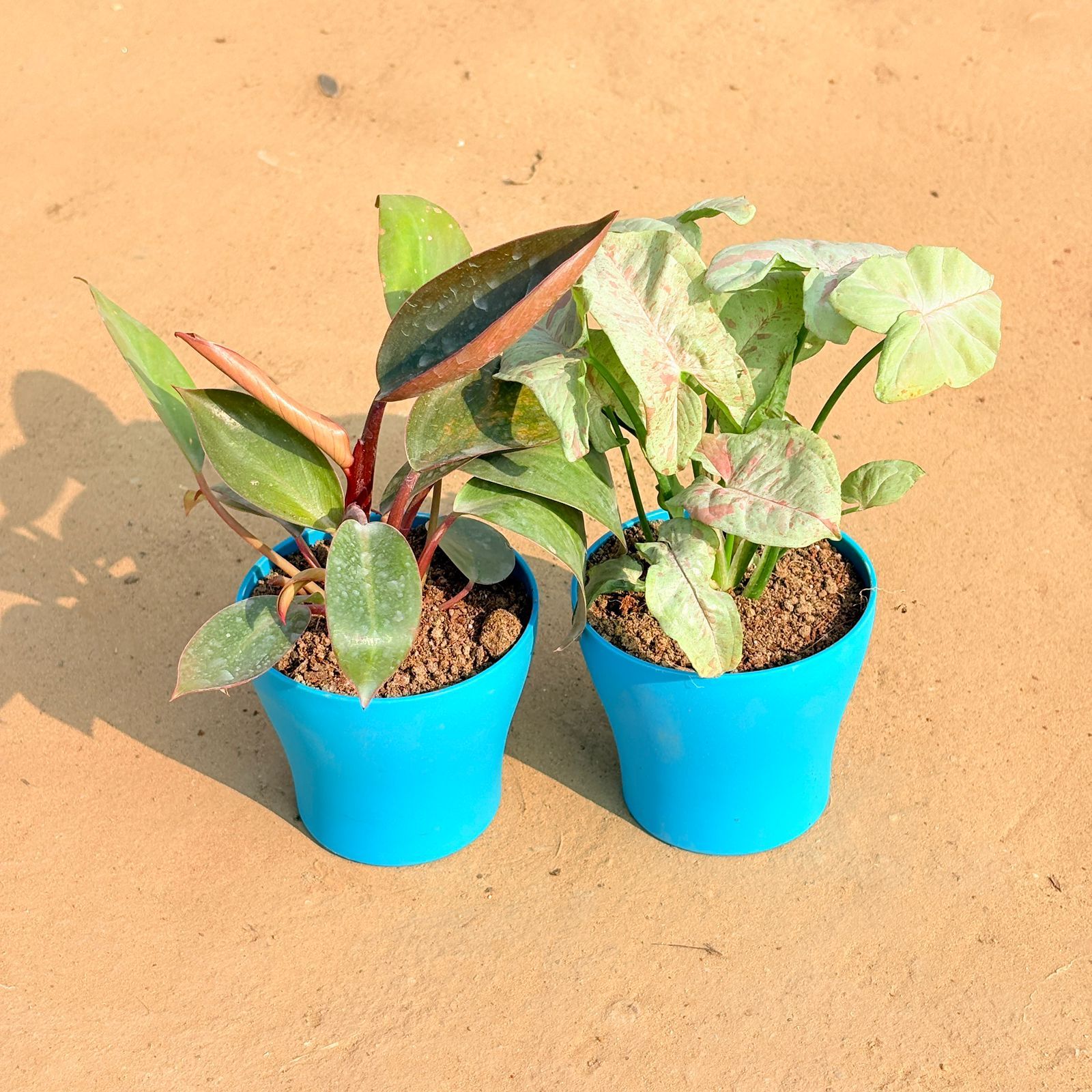 Set of 2 - Philodendron Red & Syngonium Candyfloss in 4 Inch English Blue Premium Daisy Plastic Planter