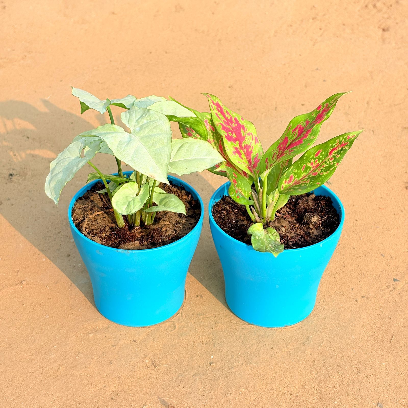 Set of 2 - Syngonium White & Aglaonema Pink Dalmatian / Valentine in 4 Inch English Blue Premium Daisy Plastic Planter