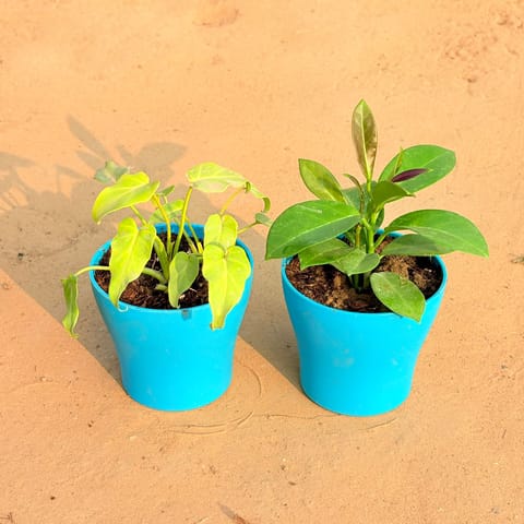 Set of 2 - Xanadu Golden & Hoya Carnosa in 4 Inch English Blue Premium Daisy Plastic Planter