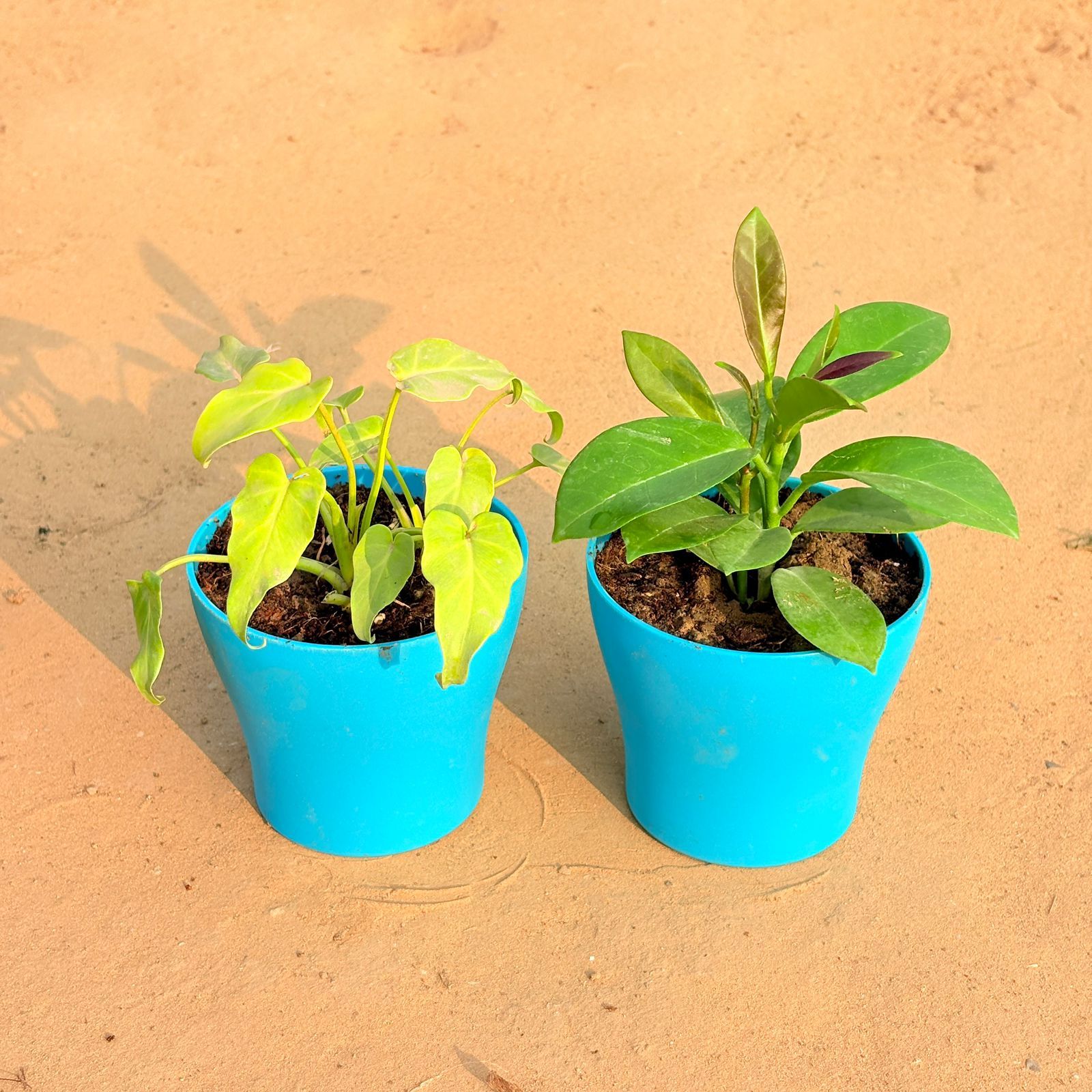 Set of 2 - Xanadu Golden & Hoya Carnosa in 4 Inch English Blue Premium Daisy Plastic Planter