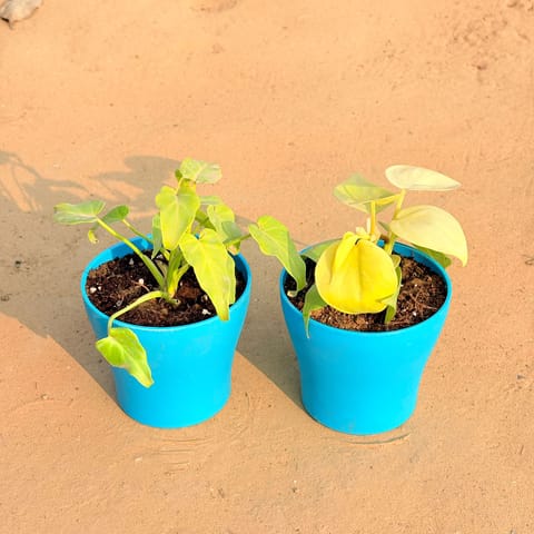 Set of 2 - Xanadu Golden & Oxycardium Golden in 4 Inch English Blue Premium Daisy Plastic Planter