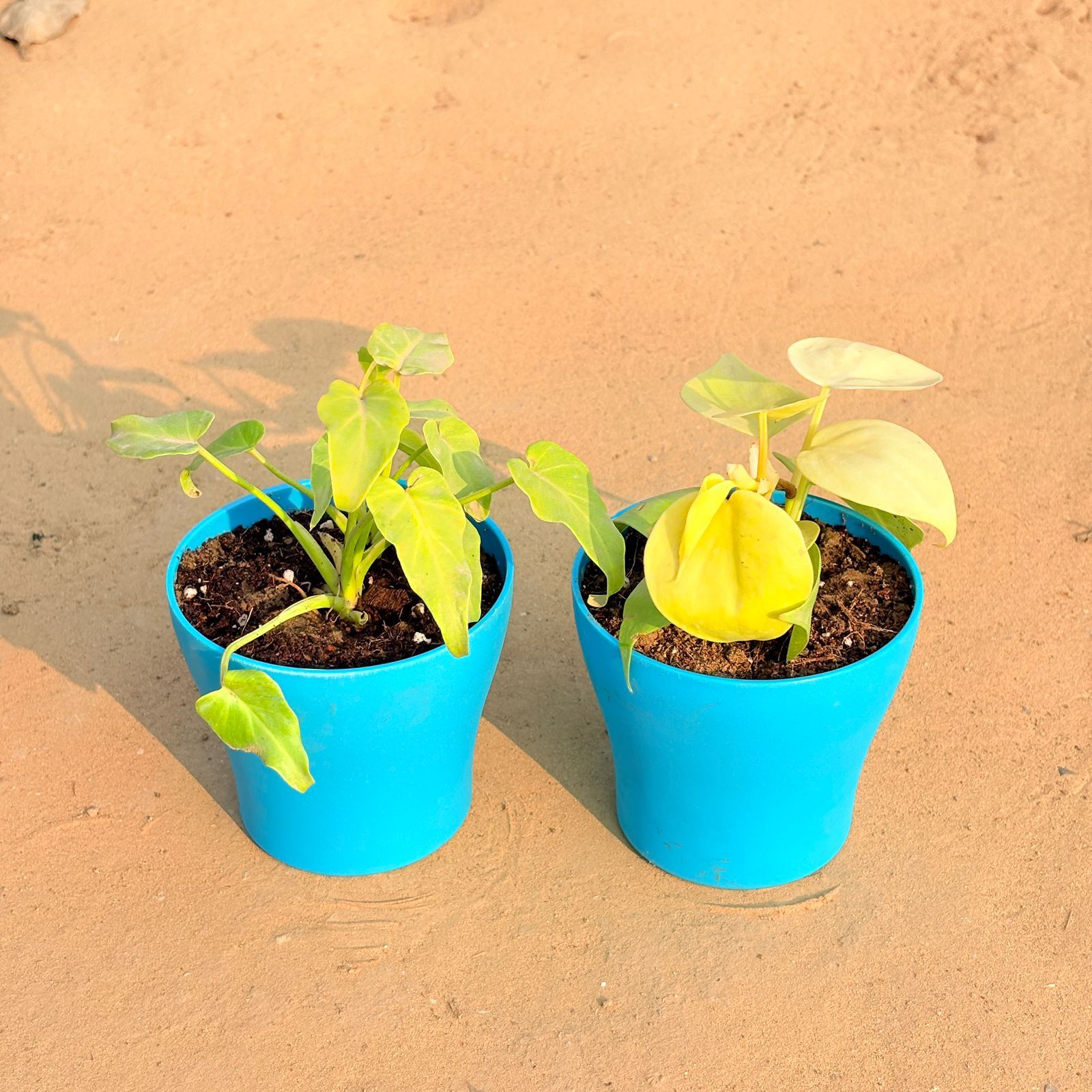 Set of 2 - Xanadu Golden & Oxycardium Golden in 4 Inch English Blue Premium Daisy Plastic Planter