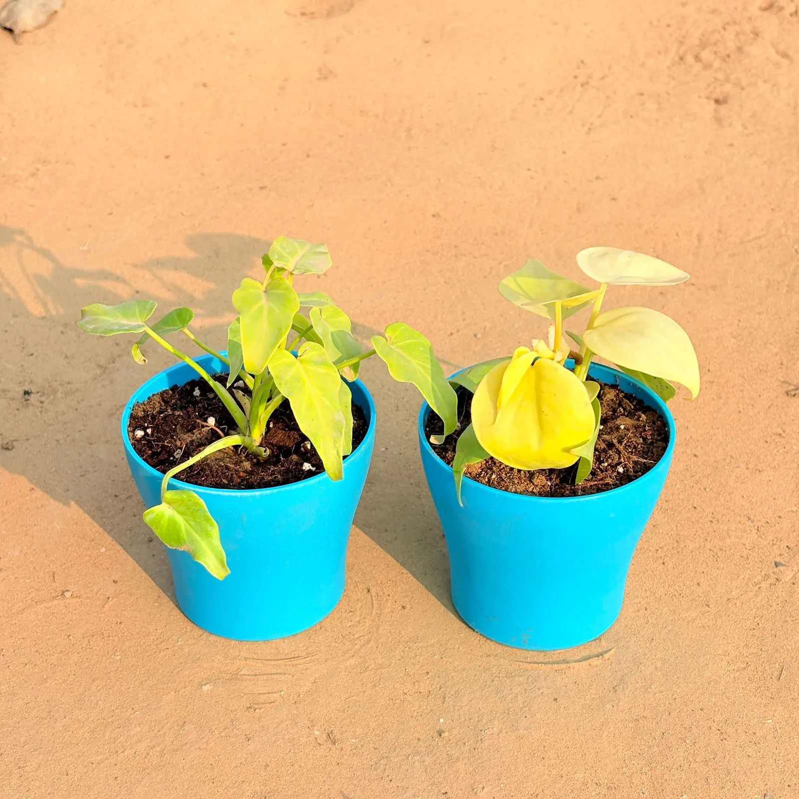 Set of 2 - Xanadu Golden & Oxycardium Golden in 4 Inch English Blue Premium Daisy Plastic Planter