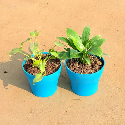 Set of 2 - Xanadu Golden & Peace Lily in 4 Inch English Blue Premium Daisy Plastic Planter