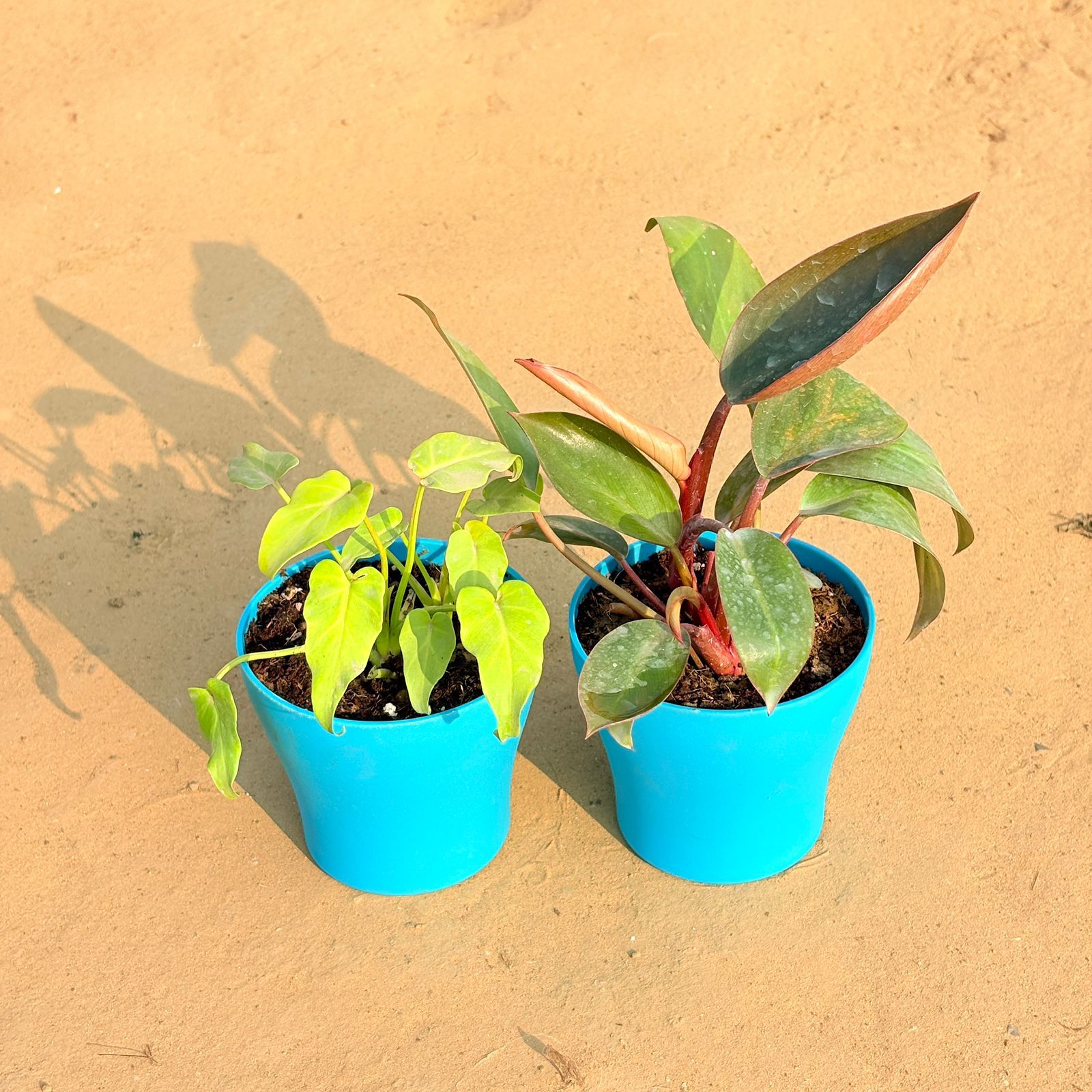 Set of 2 - Xanadu Golden & Philodendron Red in 4 Inch English Blue Premium Daisy Plastic Planter