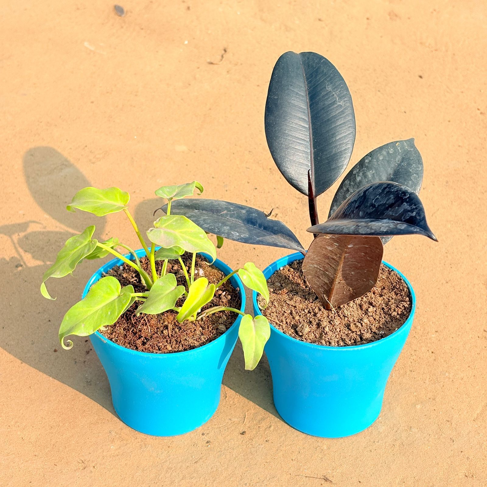 Set of 2 - Xanadu Golden & Rubber Black in 4 Inch English Blue Premium Daisy Plastic Planter