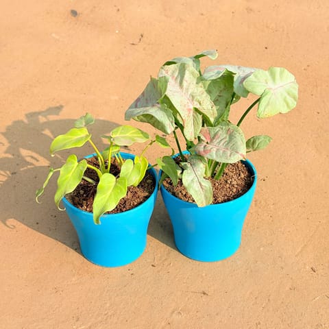 Set of 2 - Xanadu Golden & Syngonium Candyfloss in 4 Inch English Blue Premium Daisy Plastic Planter
